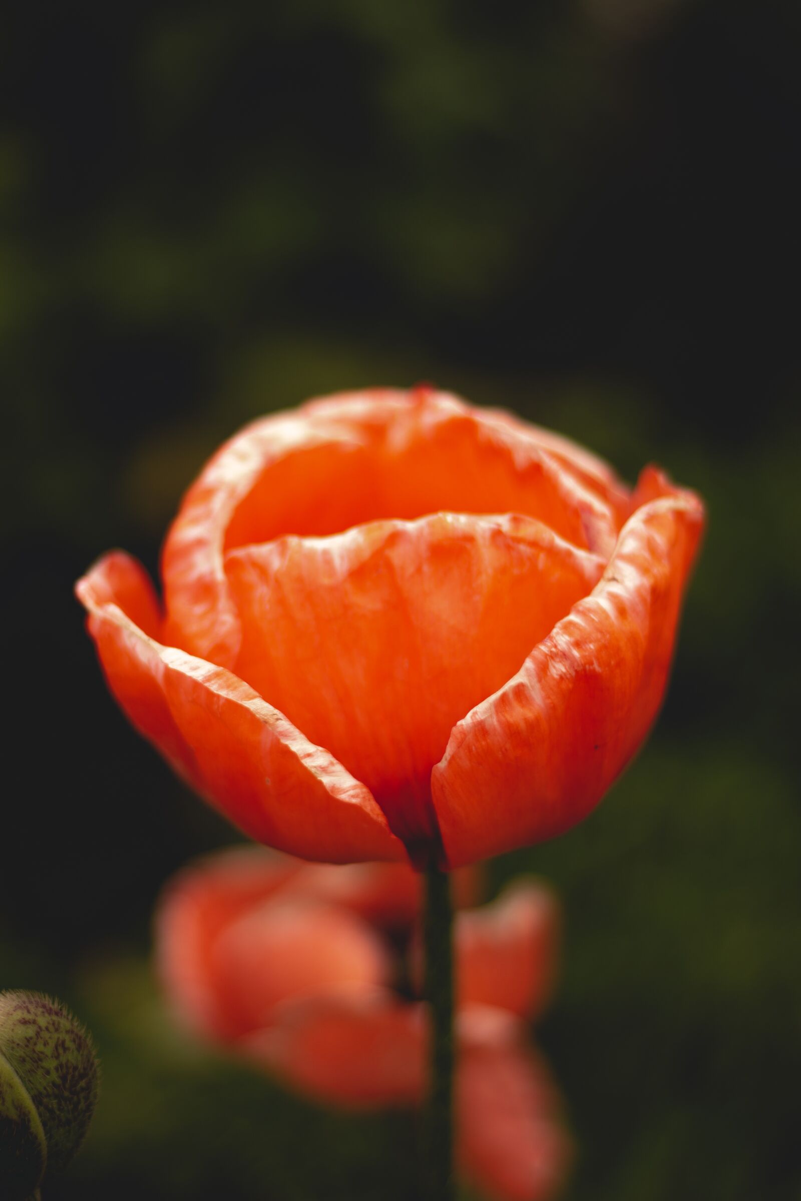 Canon EOS 1200D (EOS Rebel T5 / EOS Kiss X70 / EOS Hi) sample photo. Flower, qu bec, quebec photography
