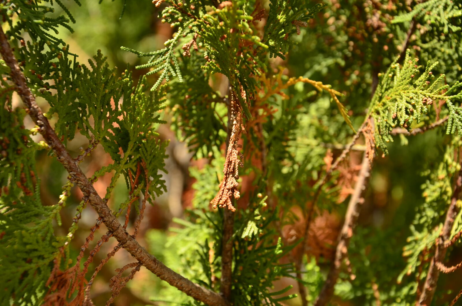 Nikon D7000 sample photo. Nature, summer photography