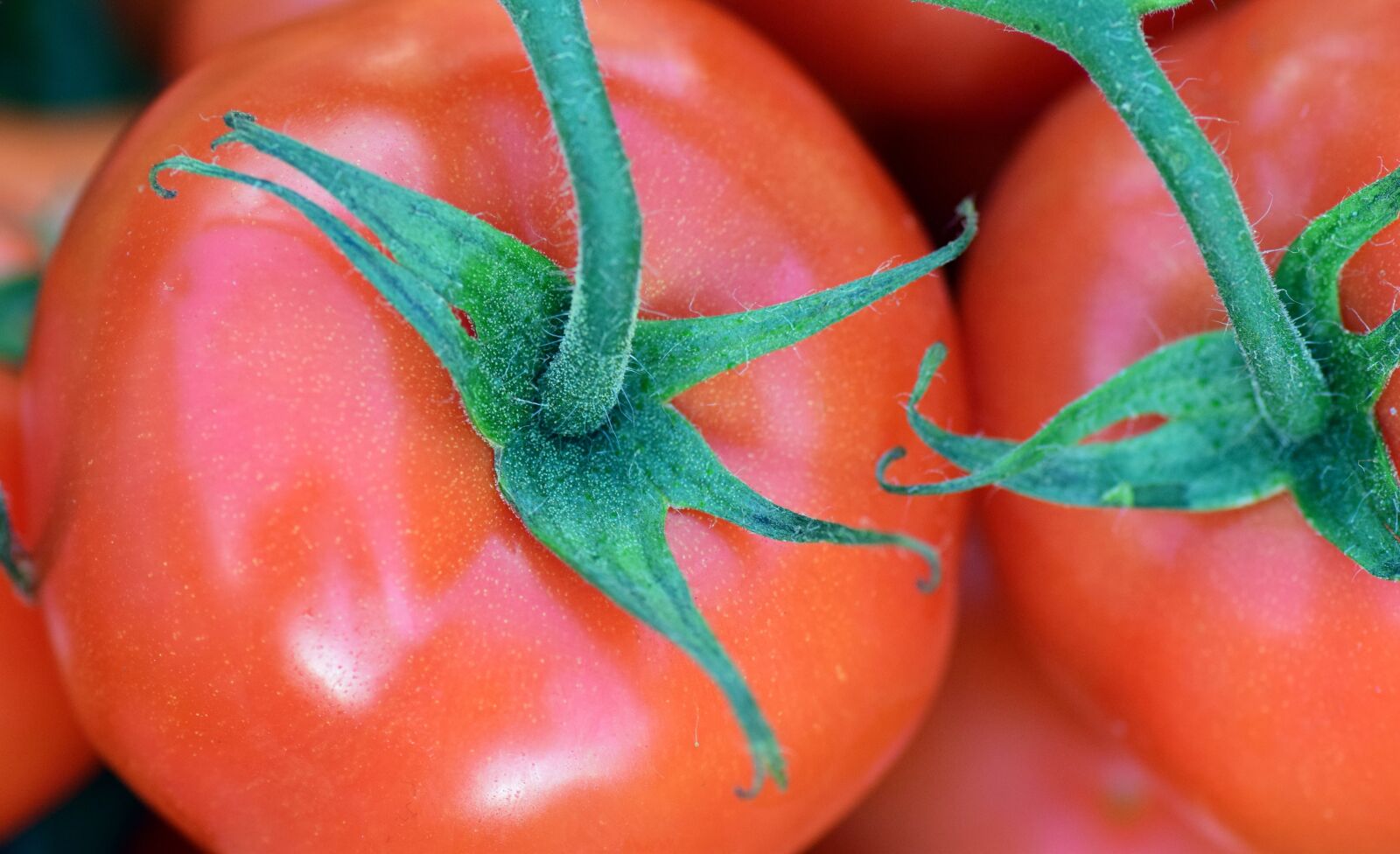 Nikon D3300 sample photo. Tomato, bush tomato, vegetables photography