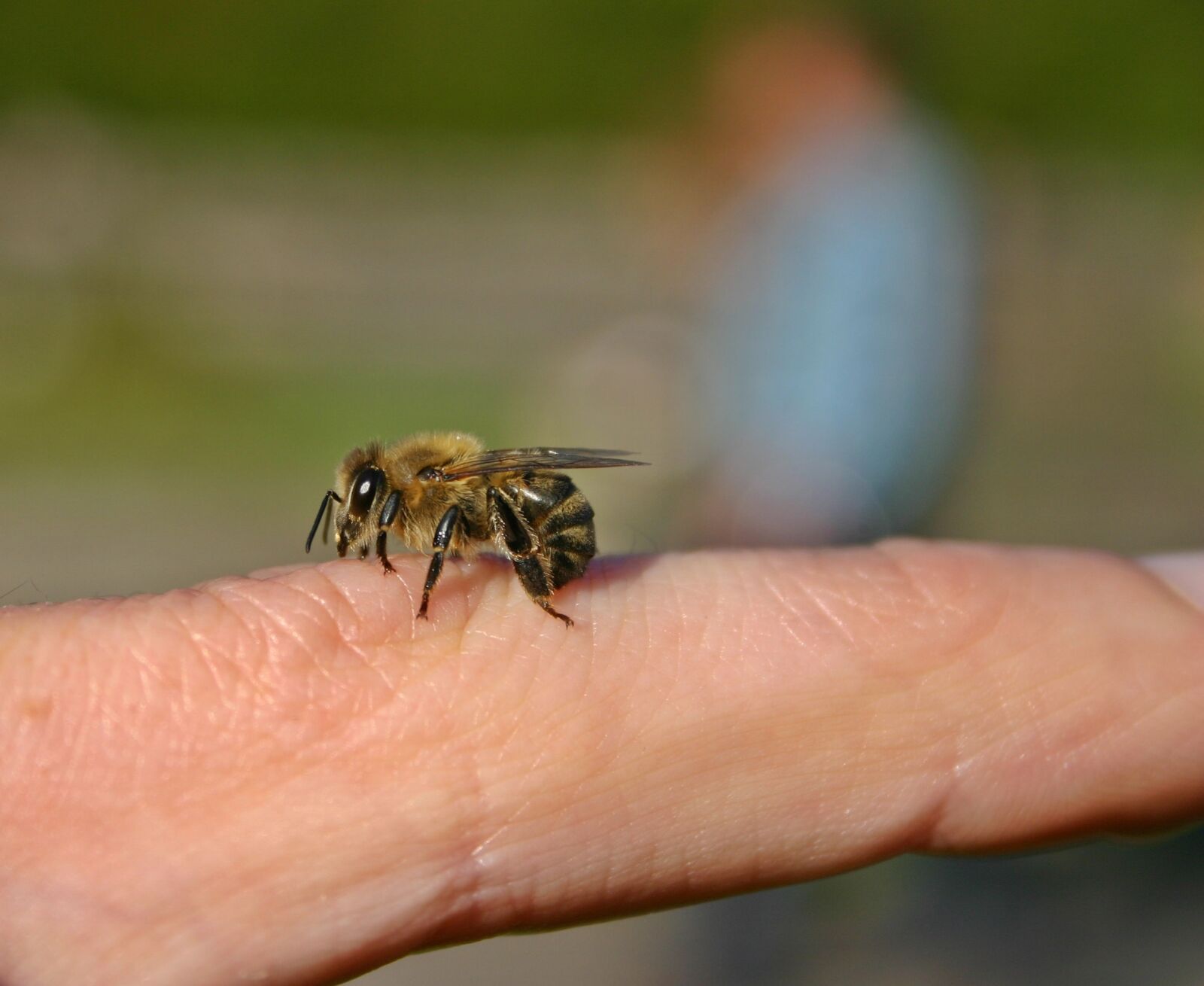 Canon EOS 300D (EOS Digital Rebel / EOS Kiss Digital) sample photo. Bee, honey bee, insect photography