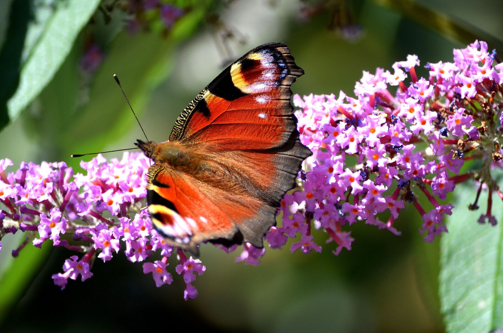 Nikon D5100 sample photo. Butterfly, wildlife, insect photography