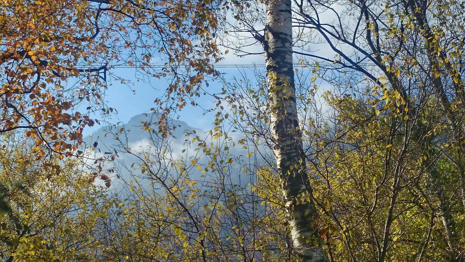 Sony Xperia Z1 Compact sample photo. Twigs, delicate, birch photography