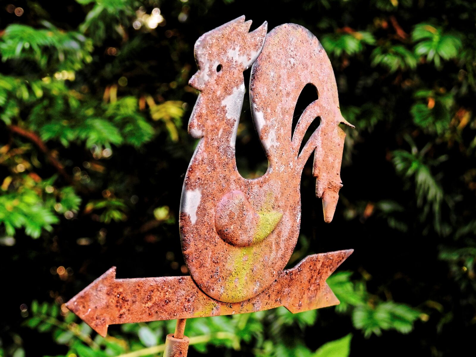 Nikon Coolpix P900 sample photo. Weather vane, hahn, iron photography