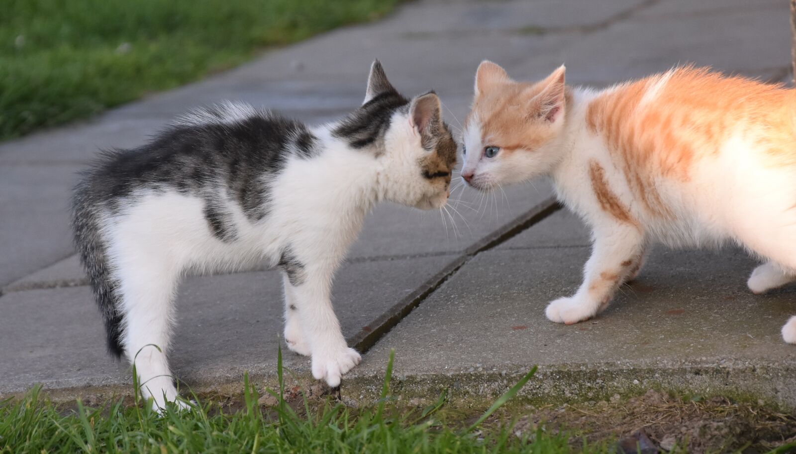 Nikon D3400 sample photo. Animal, cute, mammal photography