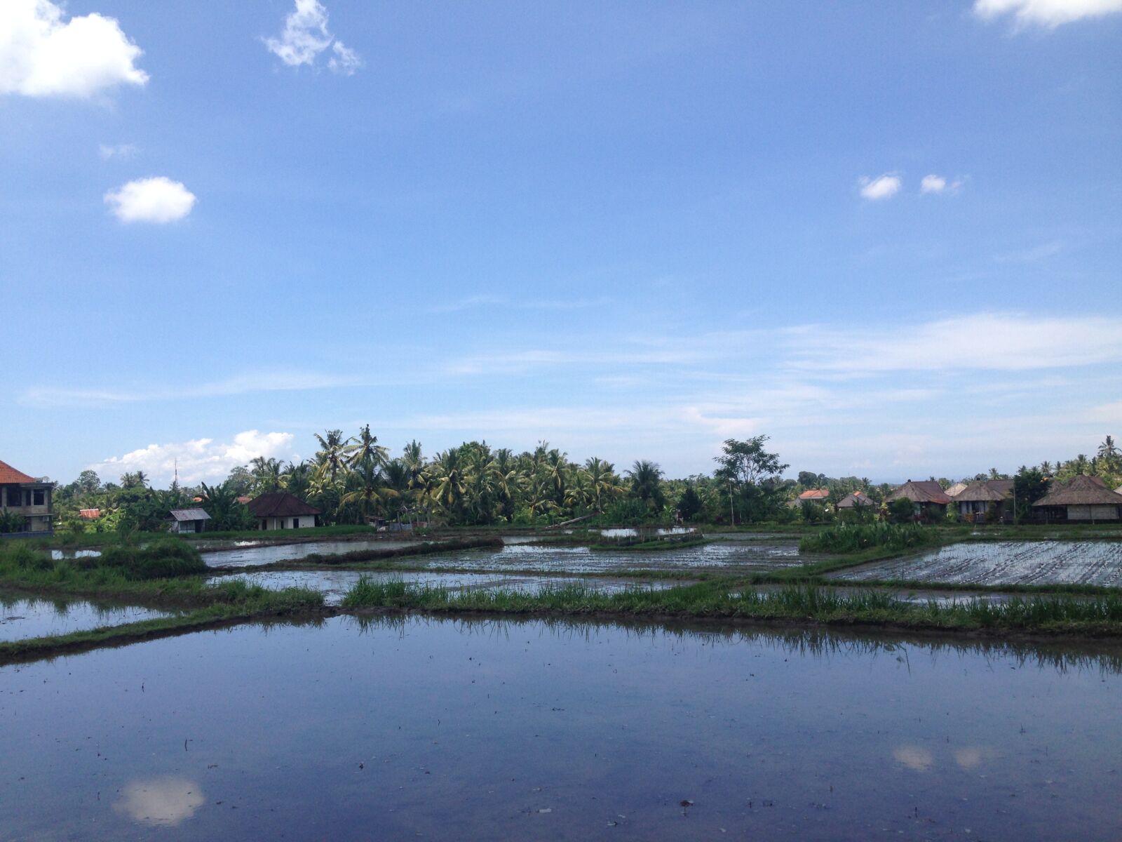iPhone 5 back camera 4.12mm f/2.4 sample photo. Rice field, ubud, bali photography