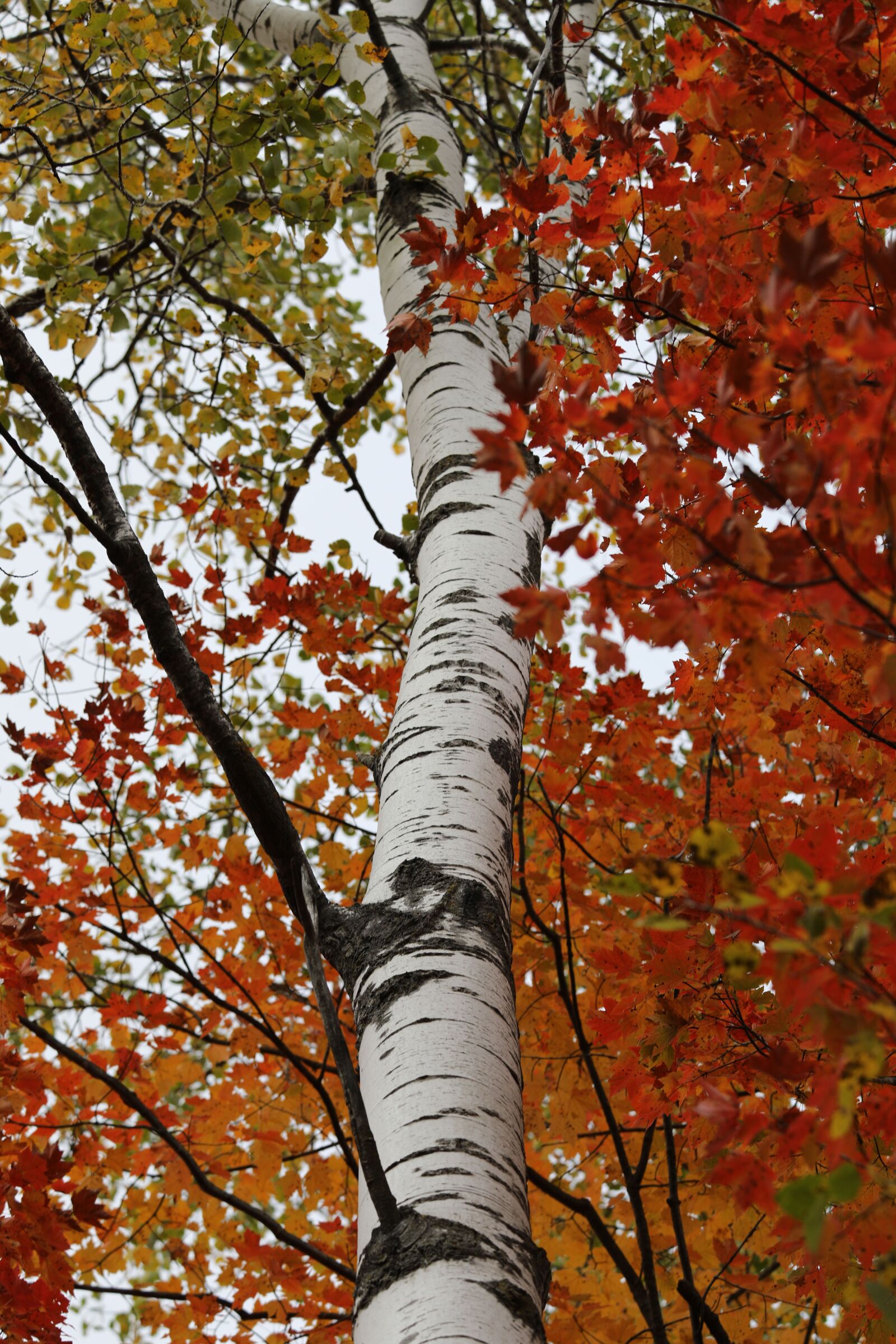 Canon EOS 5D Mark IV + Canon EF 70-300mm F4-5.6 IS USM sample photo. Birch, birch tree, fall photography