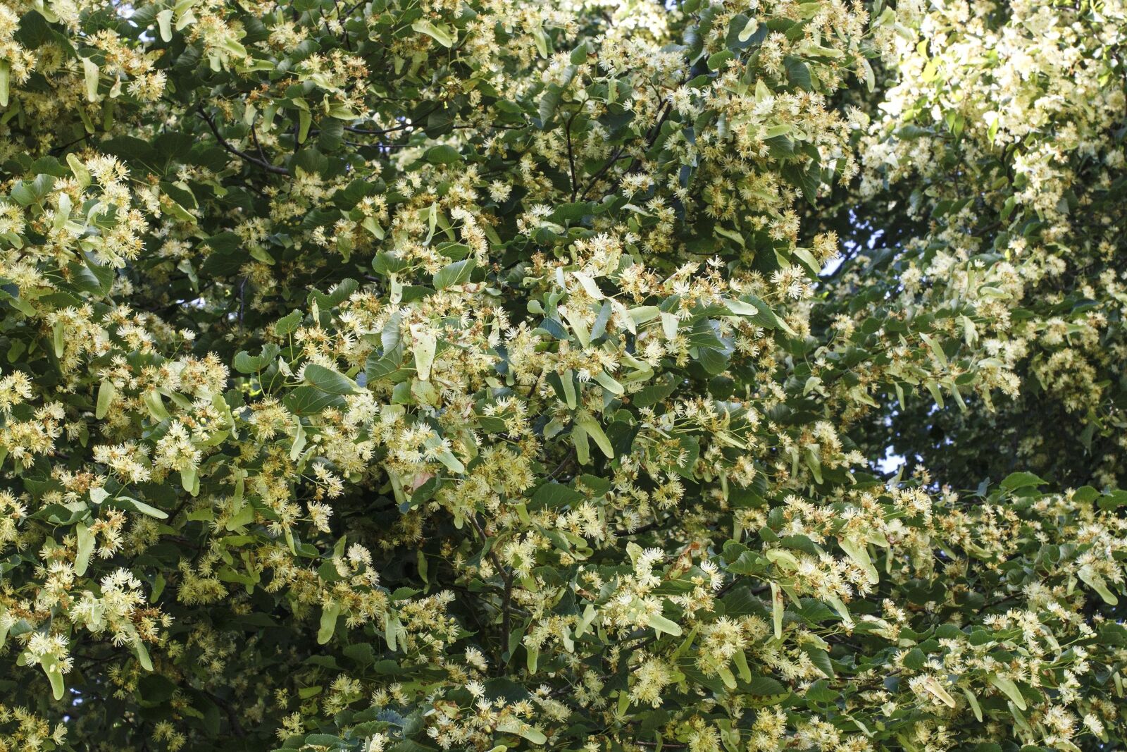 Canon EOS 100D (EOS Rebel SL1 / EOS Kiss X7) sample photo. Tree, leaf, plant, flora photography