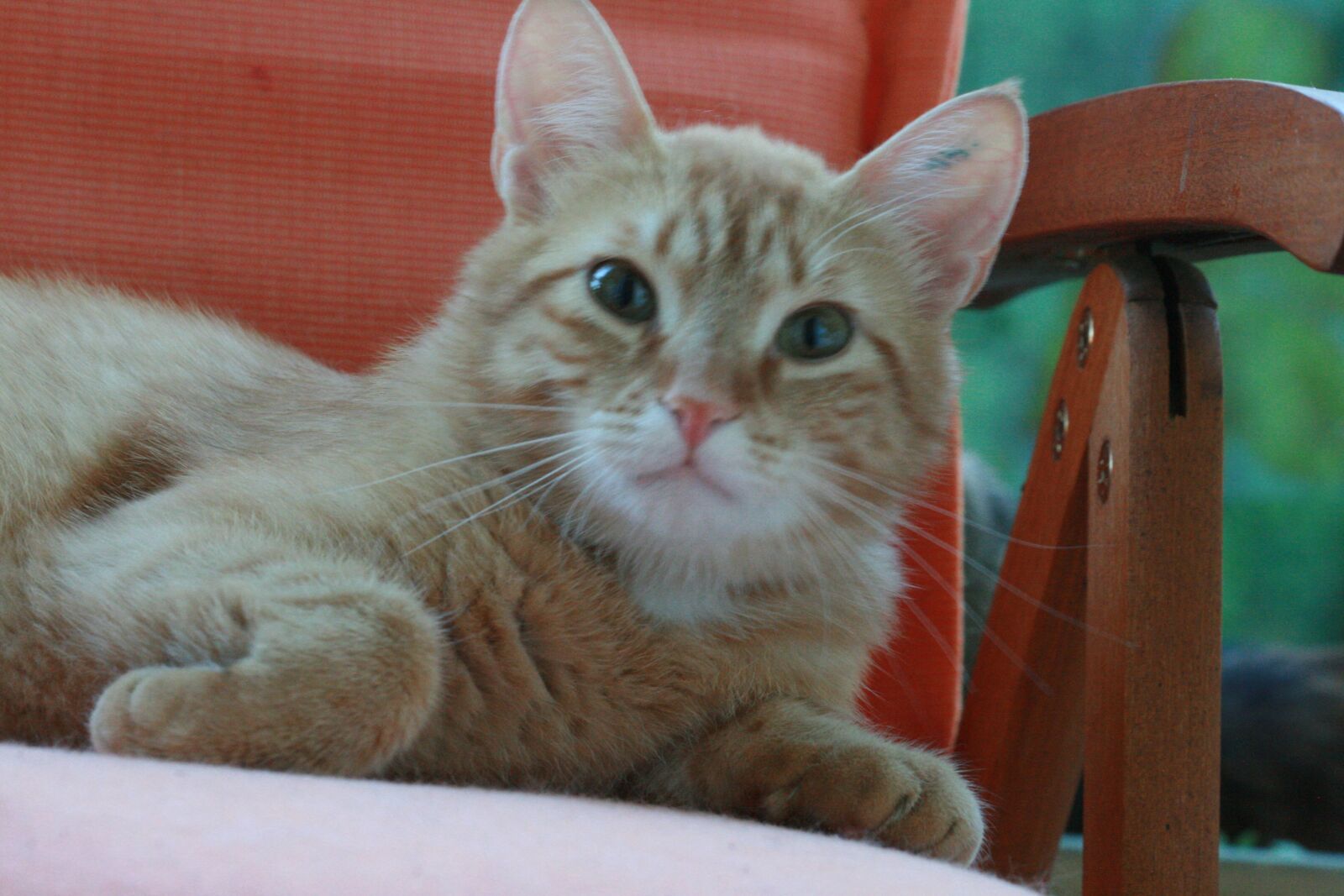 Canon EOS 400D (EOS Digital Rebel XTi / EOS Kiss Digital X) sample photo. Cat, redhair, green eyes photography