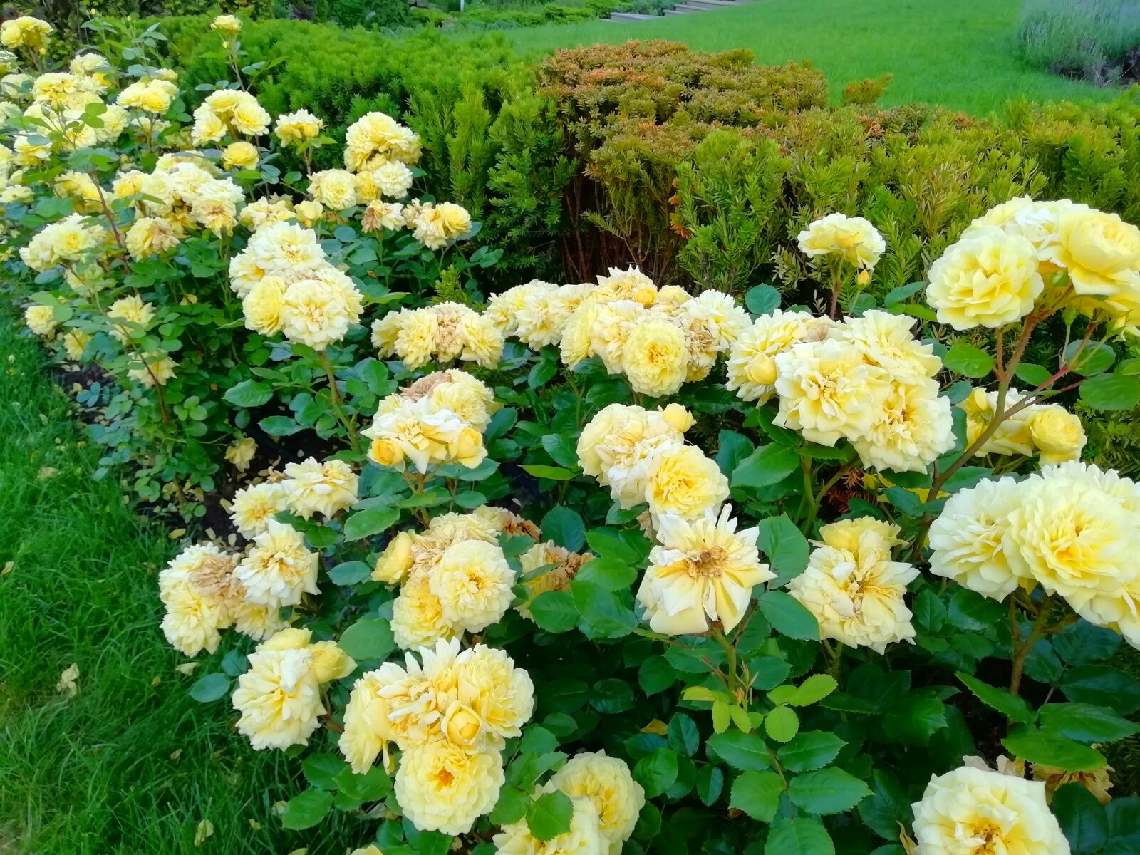 HUAWEI FIG-LX1 sample photo. розы, лето, цветы photography