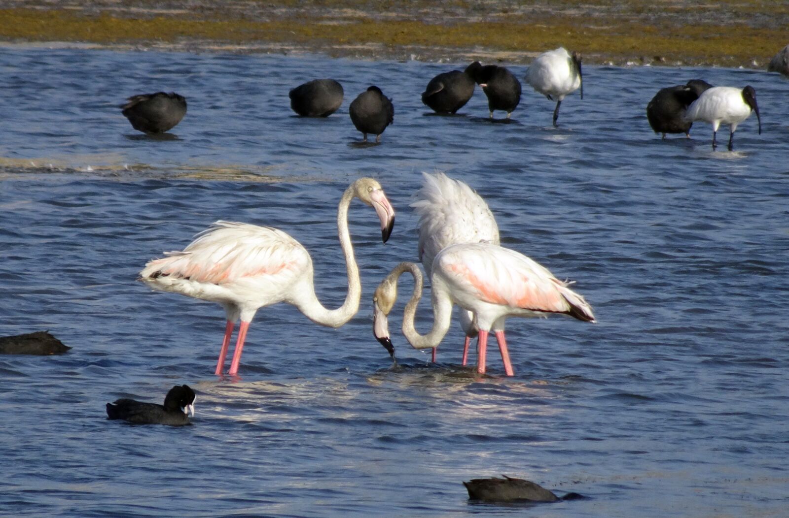 Sony Cyber-shot DSC-HX90V sample photo. Bird, greater flamingo, phoenicopterus photography