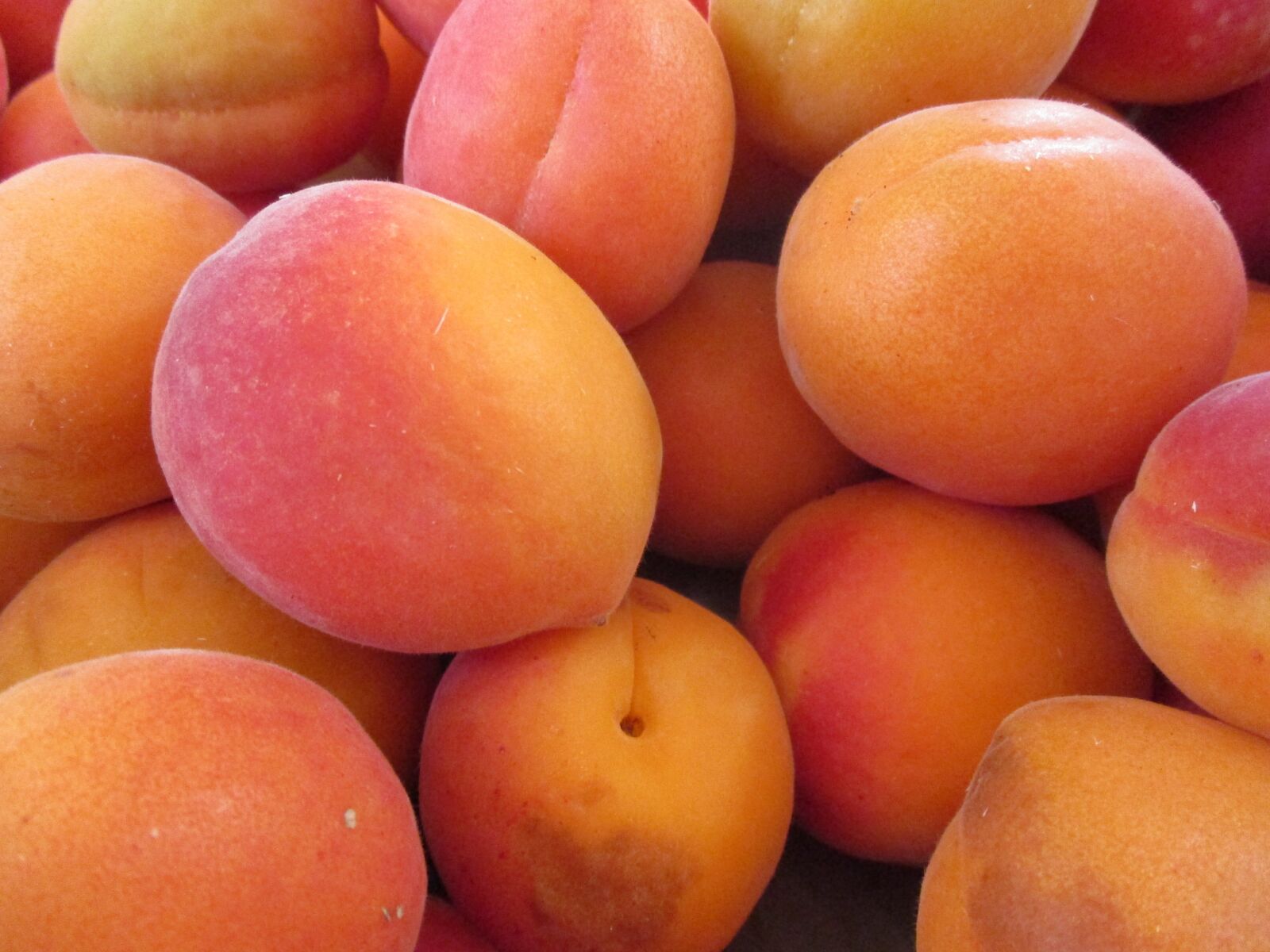 Canon IXUS 185 sample photo. Apricots, fruit, apricot-tree photography