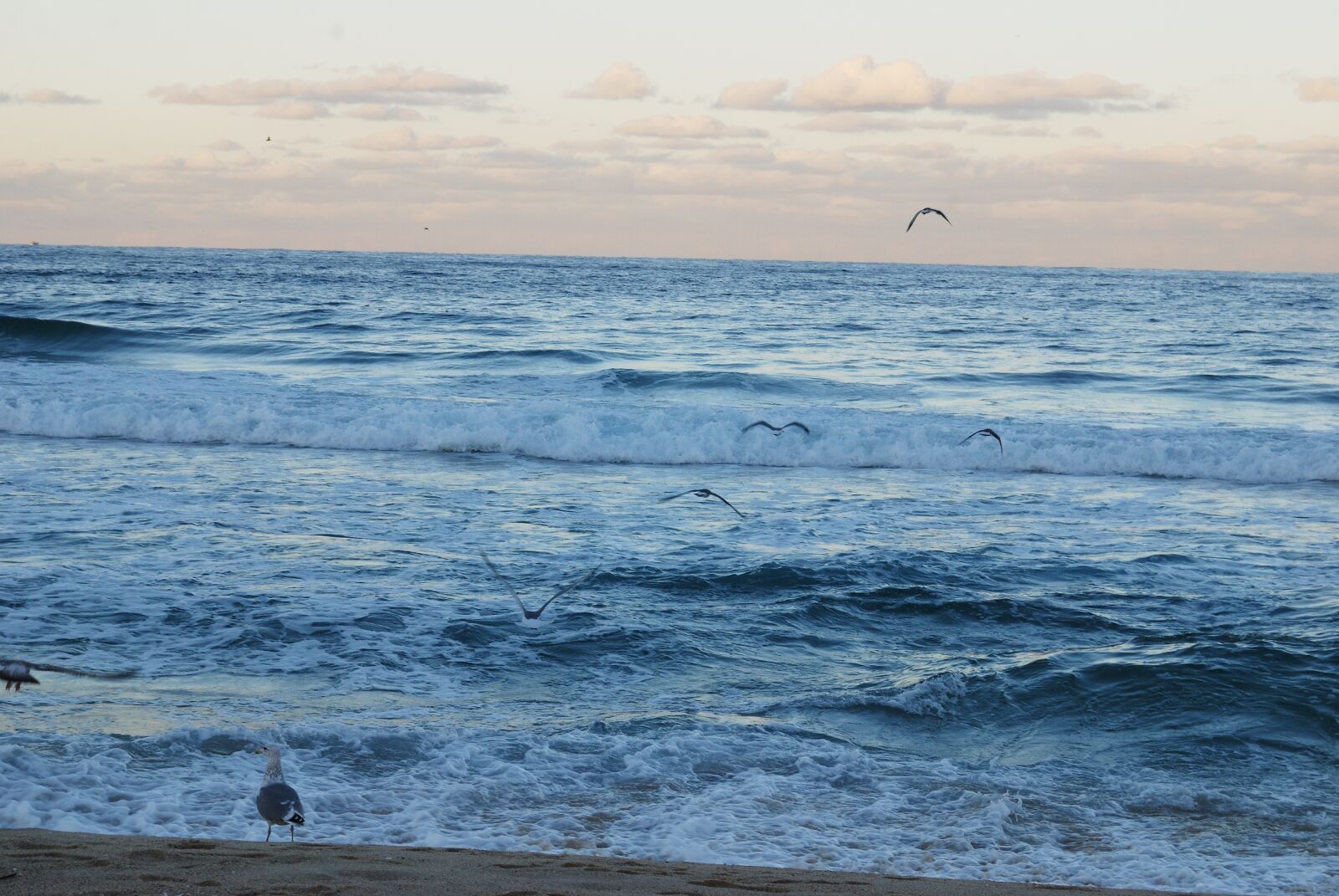 Nikon D40X sample photo. Korea, sea, bird photography