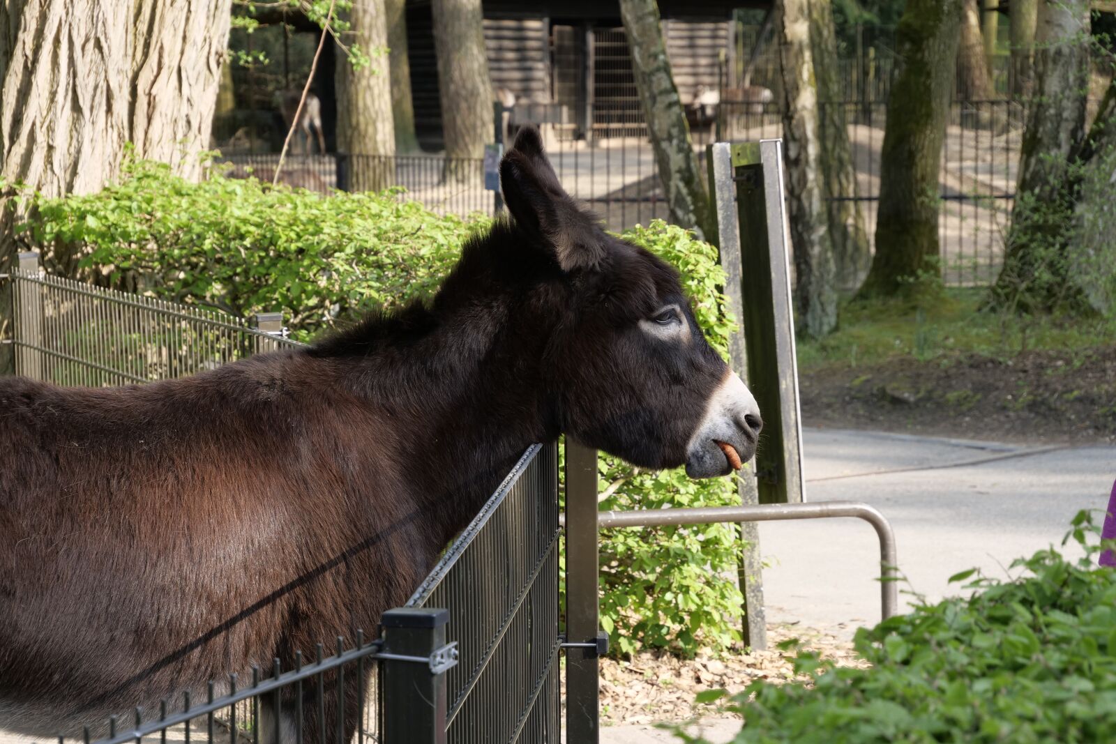 Panasonic Lumix DC-G9 sample photo. Farm, mammal, donkey photography