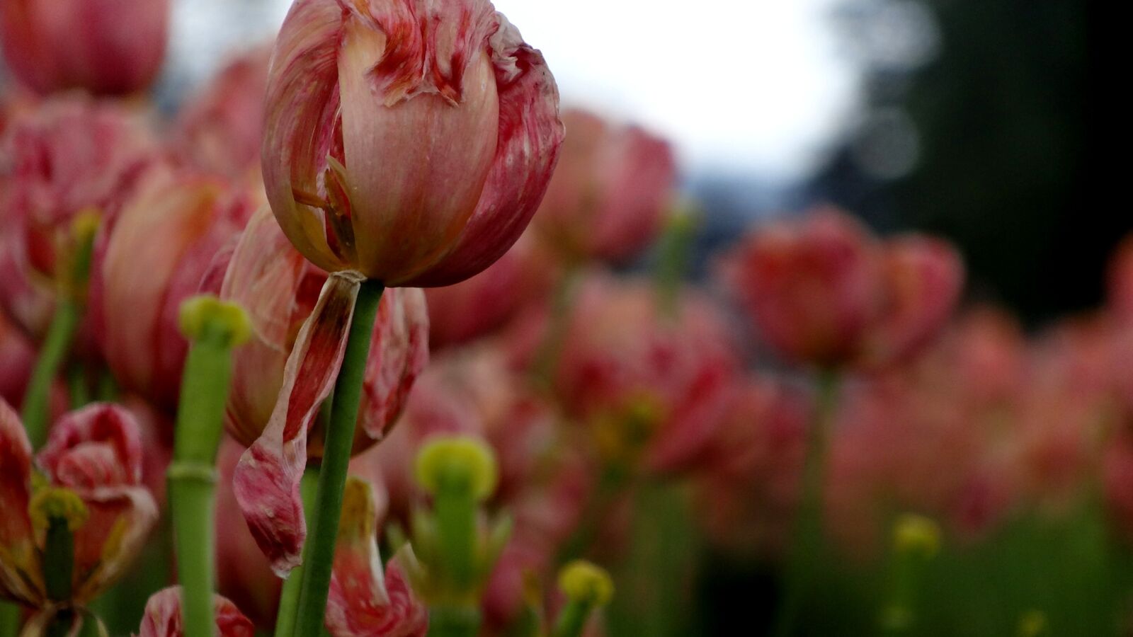 Sony Cyber-shot DSC-HX20V sample photo. Nature, flower, flora photography