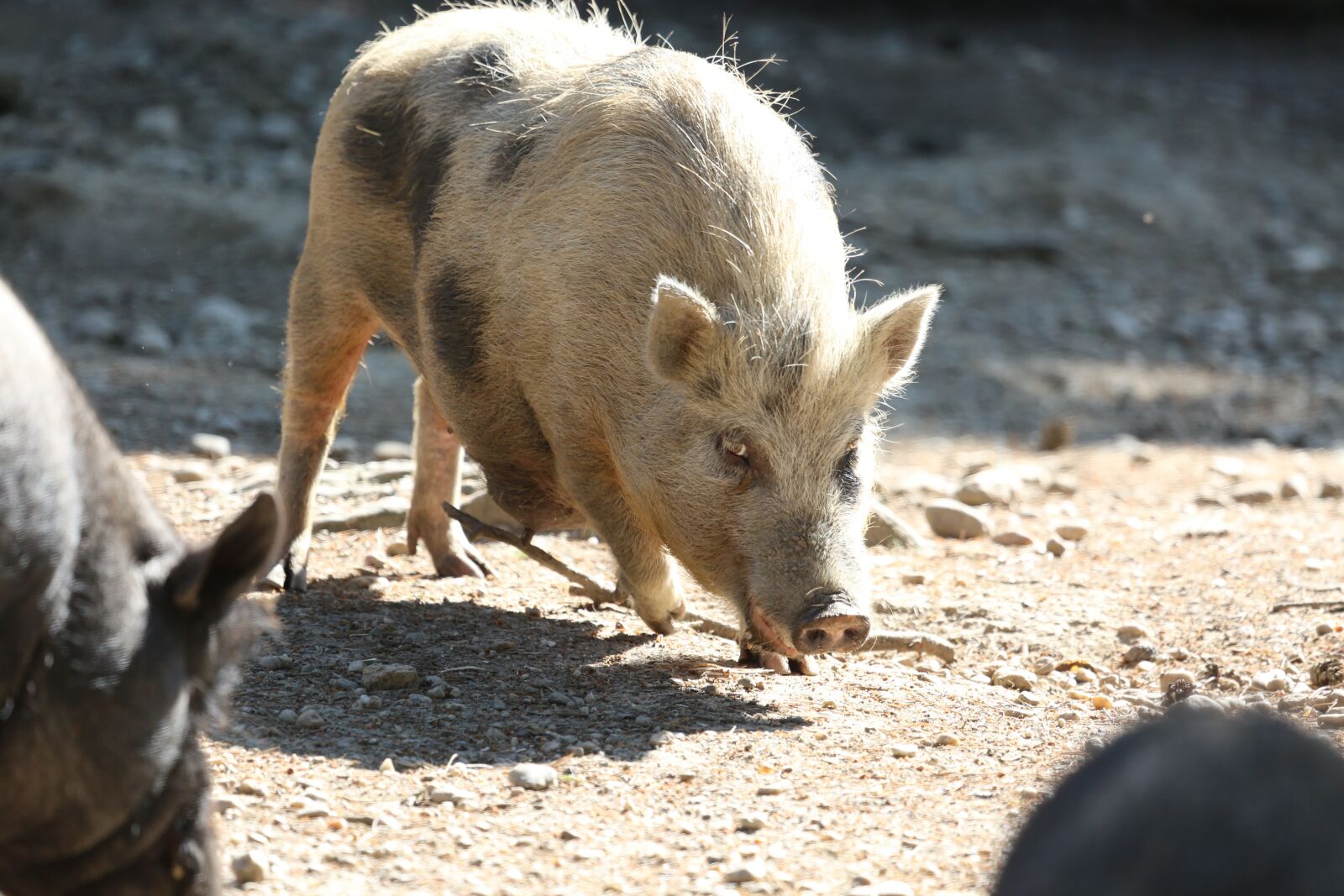 Canon EF 100-400mm F4.5-5.6L IS USM sample photo. Sow, pig, cattle photography