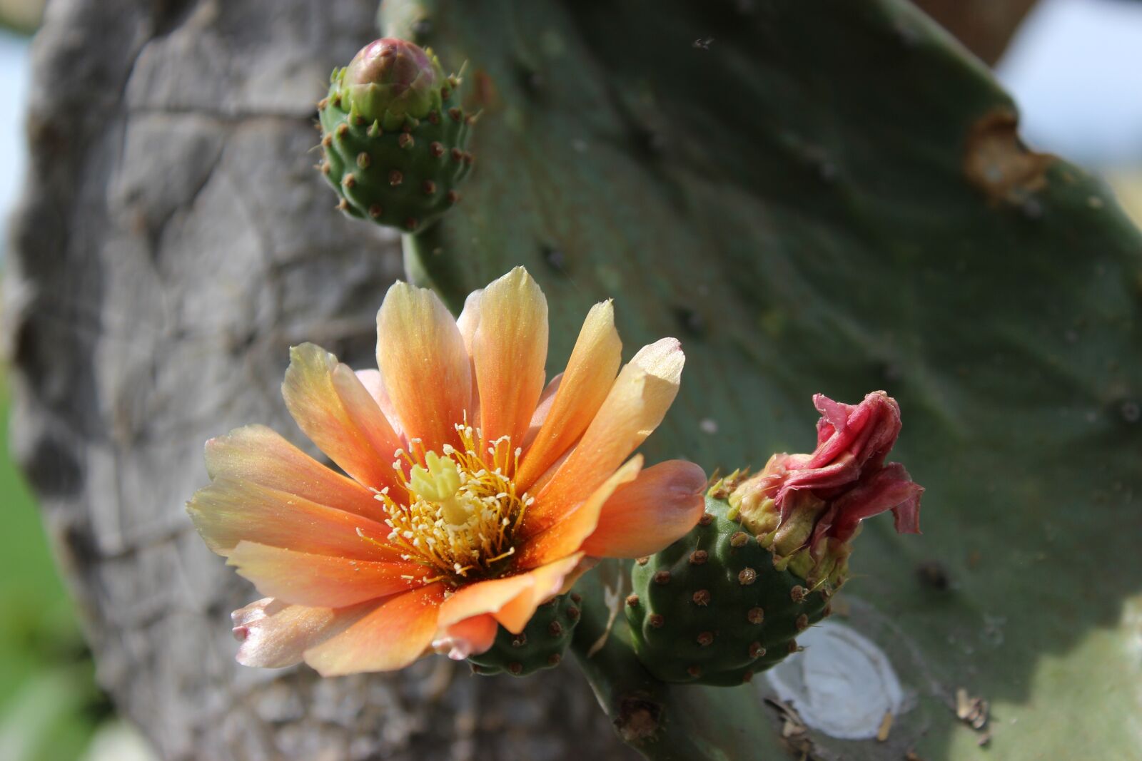 Canon EOS 600D (Rebel EOS T3i / EOS Kiss X5) sample photo. Cactus flower, plant, thorns photography