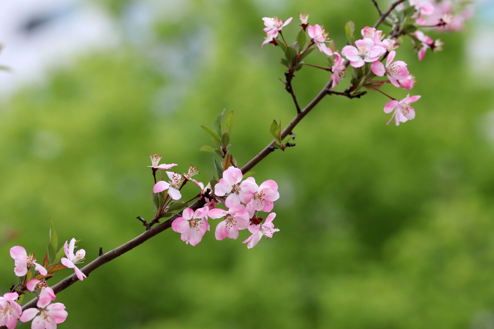 Canon EOS 800D (EOS Rebel T7i / EOS Kiss X9i) sample photo. Spring, spring flowers, nature photography