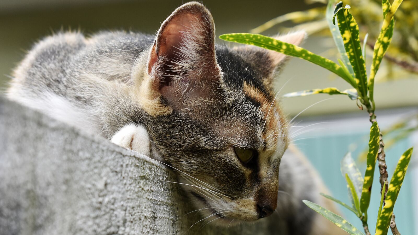 Nikon D3400 sample photo. Cat, feline, pet photography