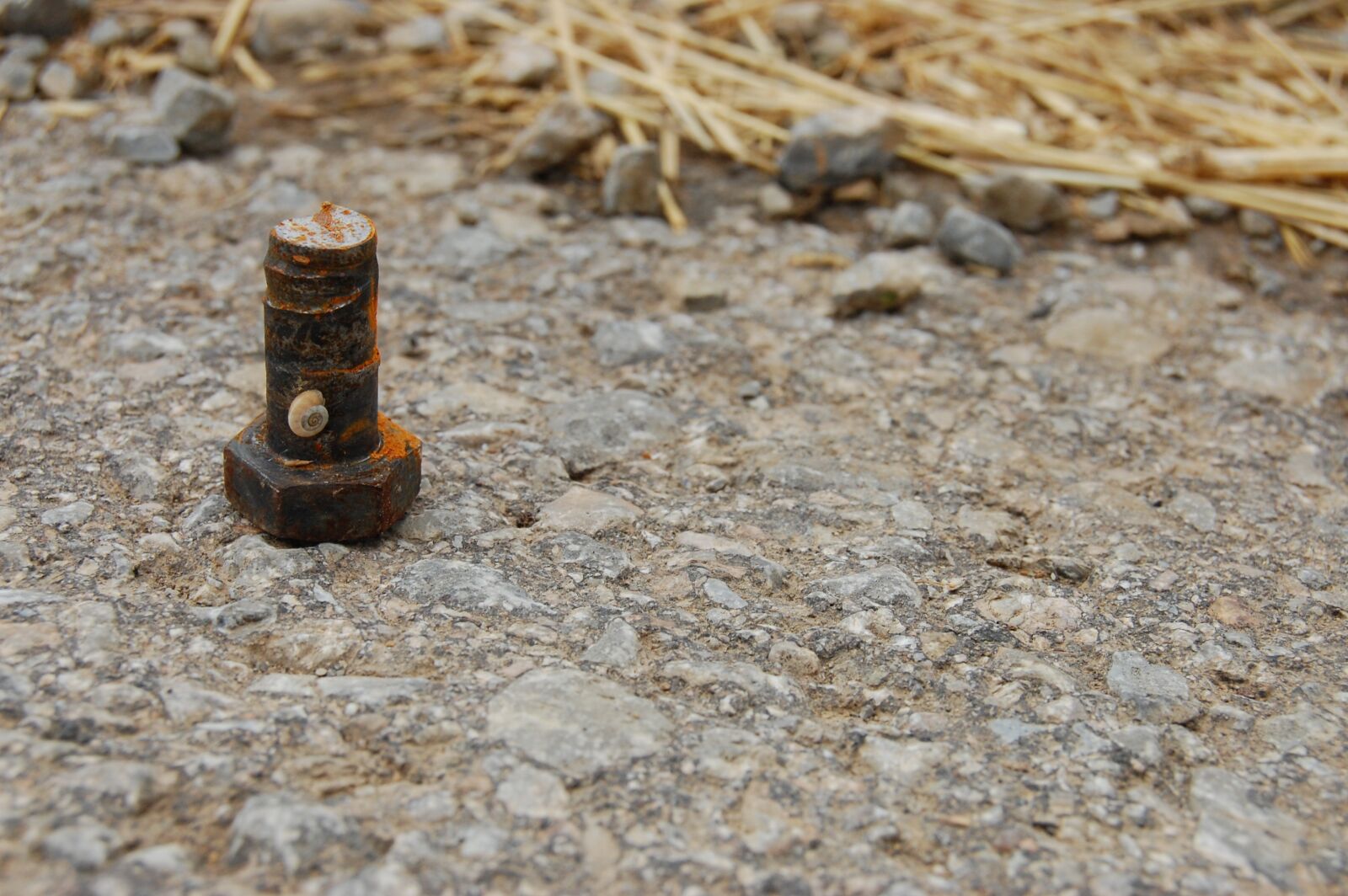 Nikon D40 sample photo. Screw, snail, away photography