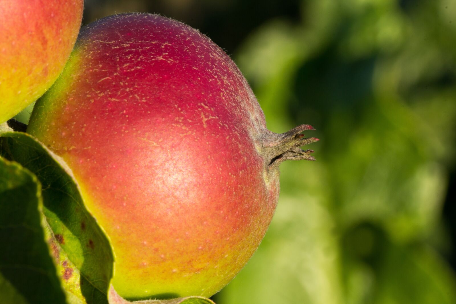 Canon EOS 60D sample photo. Apple, close up, fruit photography
