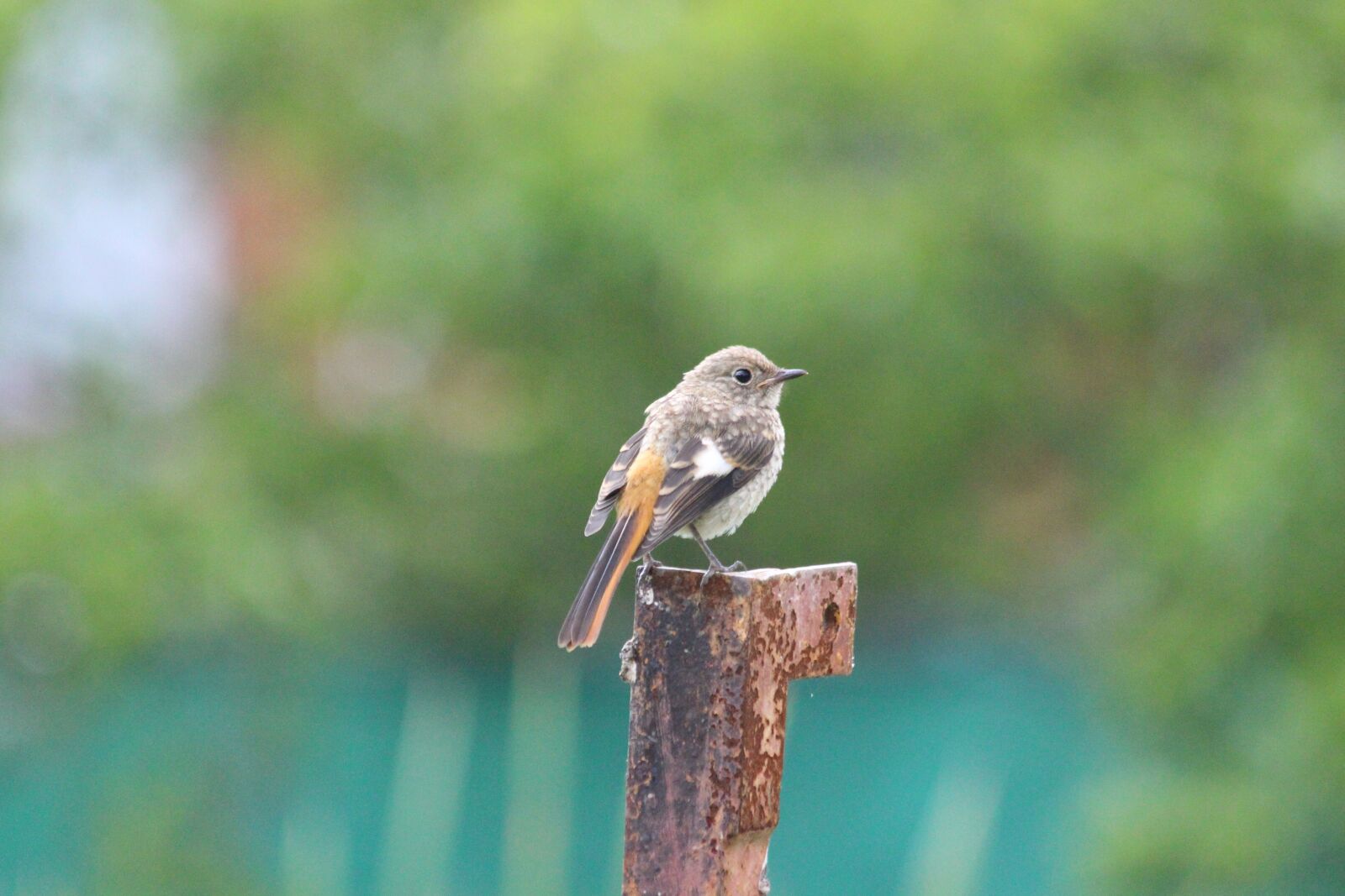 Canon EOS 650D (EOS Rebel T4i / EOS Kiss X6i) sample photo. Redstart, chick redstart, chick photography
