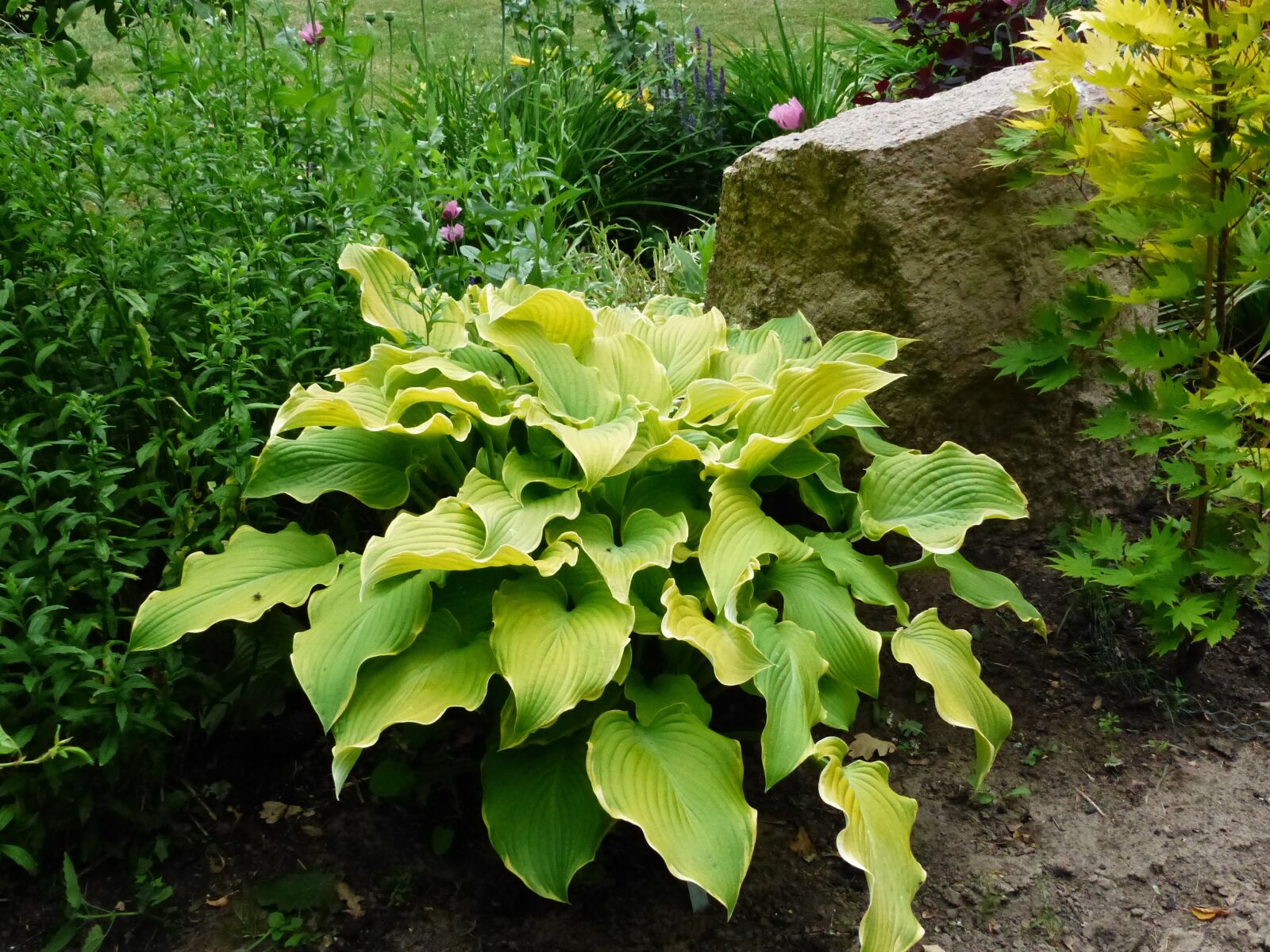 Panasonic Lumix DMC-FZ200 sample photo. Cough, garden, green photography