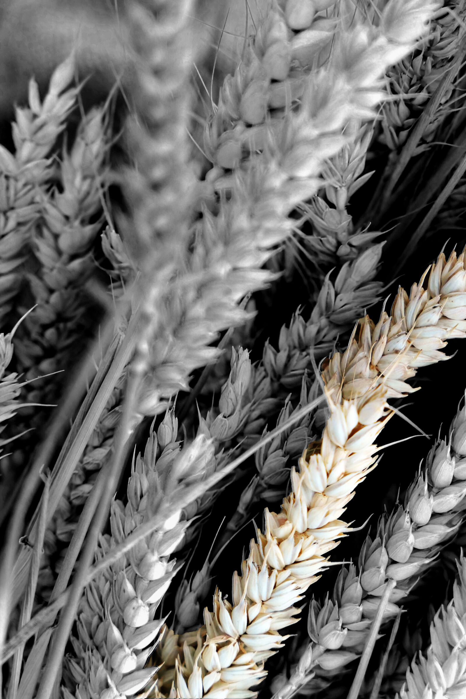 Panasonic Lumix DMC-LX10 (Lumix DMC-LX15) sample photo. Cereals, bread, wheat photography