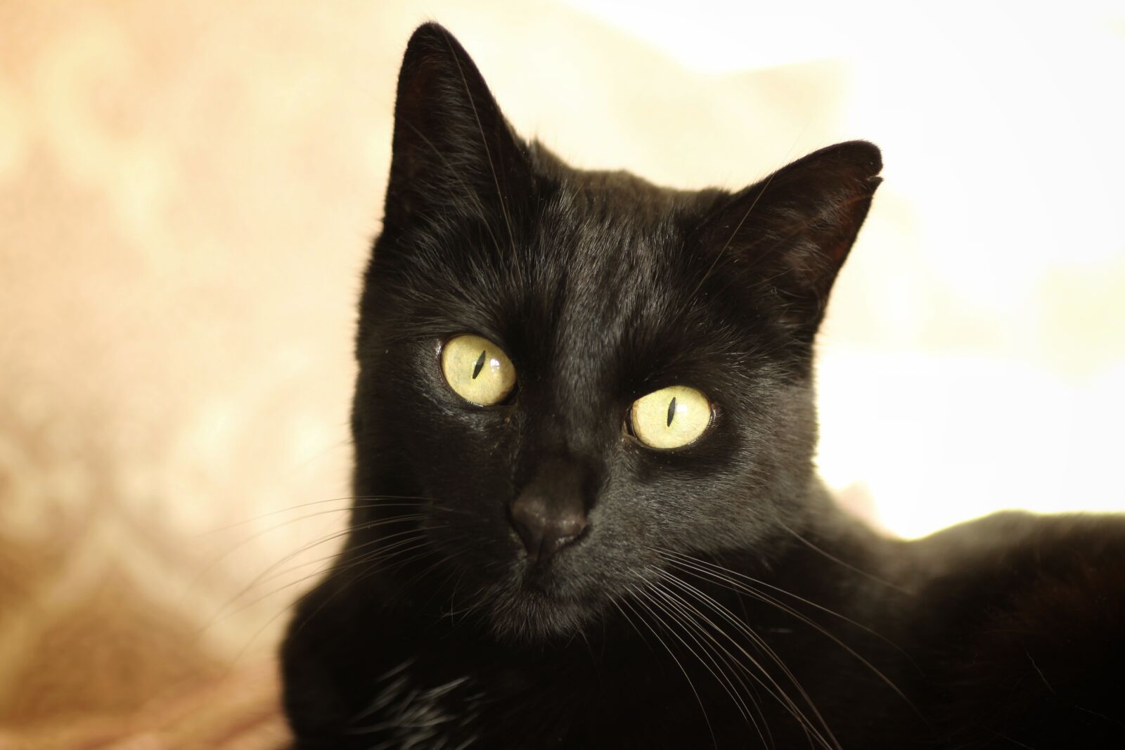Tamron SP 90mm F2.8 Di VC USD 1:1 Macro sample photo. Cat, black, portrait photography