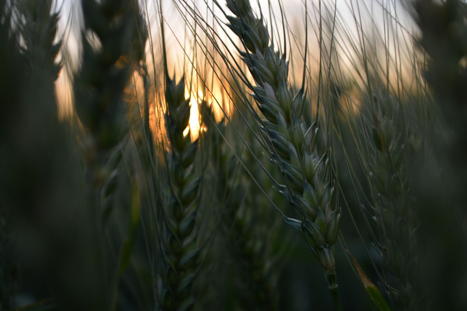 Nikon D5200 sample photo. Wheat, farm, harvest photography