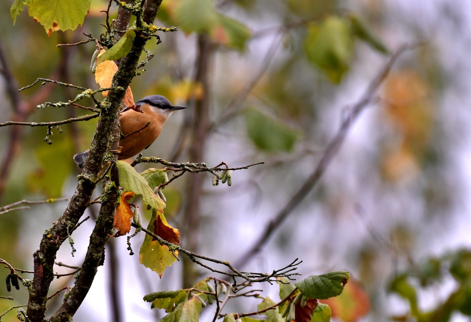 Nikon D500 sample photo. Nuthatch, bird, nature photography