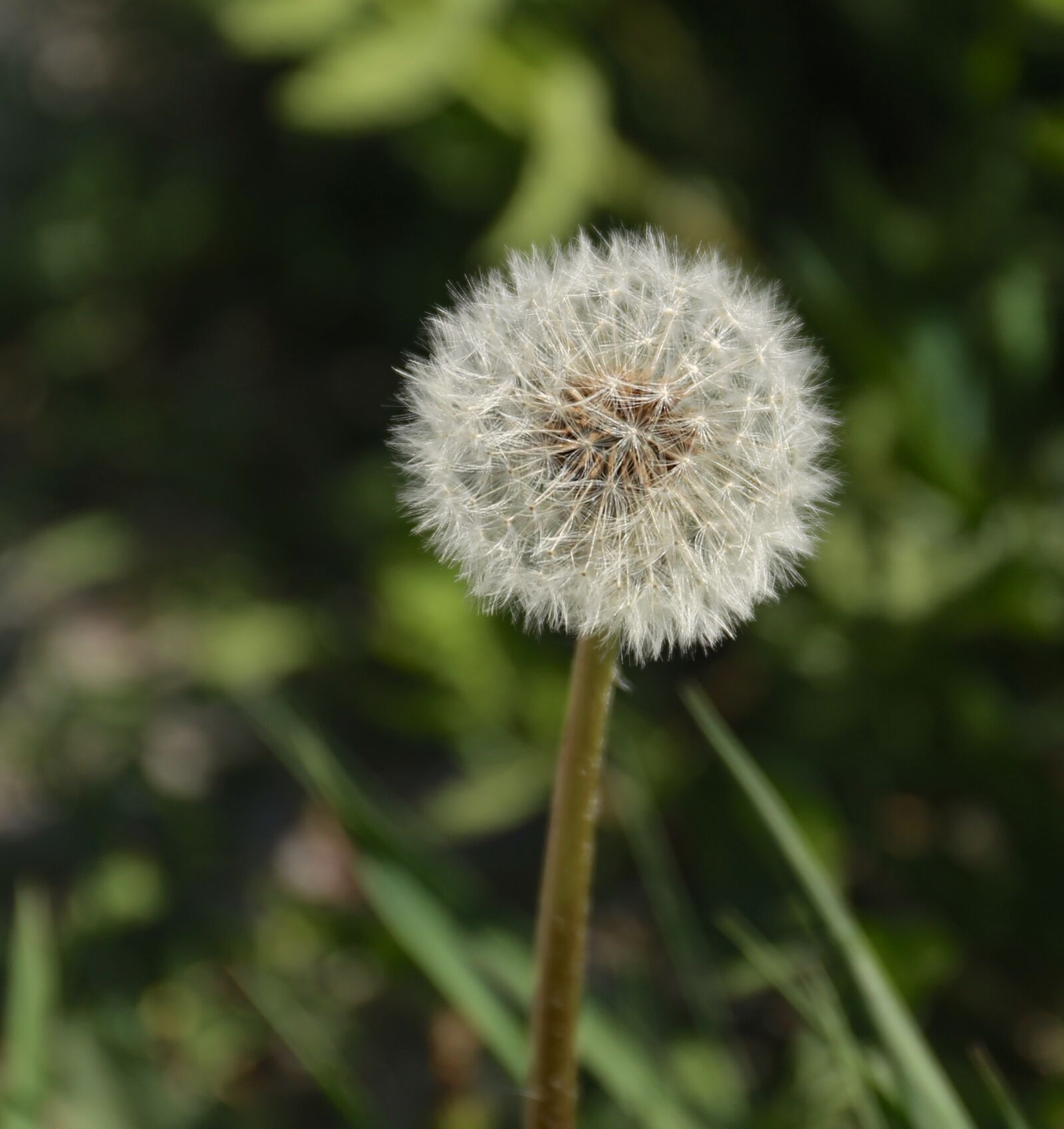 Canon EF 24-70mm F4L IS USM sample photo. Dandelion, weeds, wild photography
