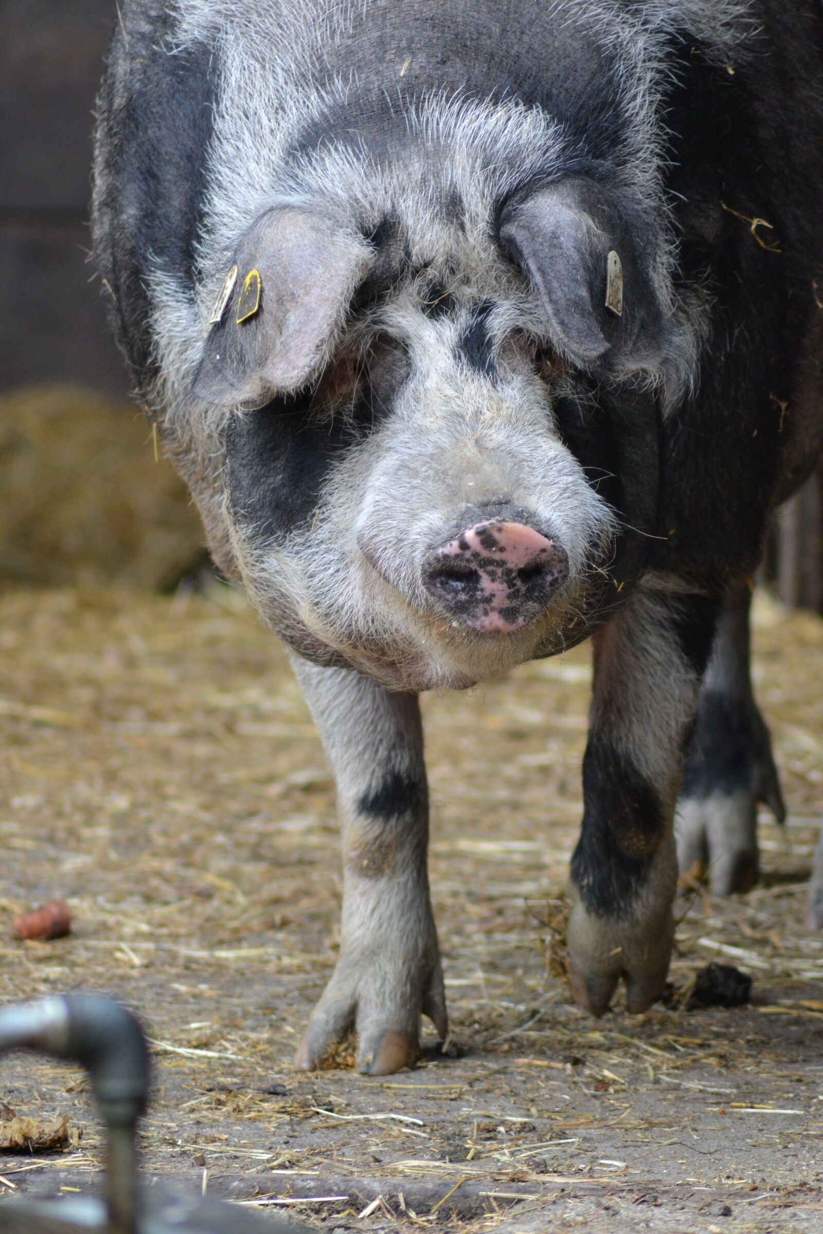 Nikon D3100 sample photo. Close, up, view, pig photography
