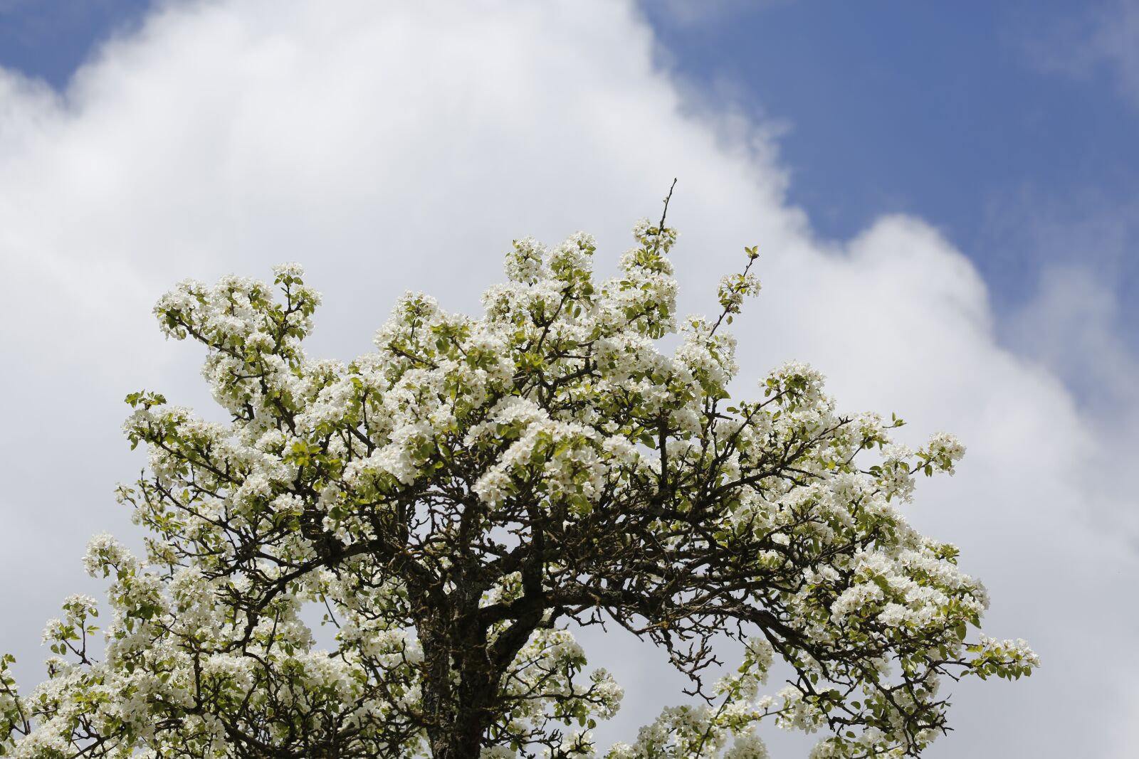 Canon EF 100-400mm F4.5-5.6L IS USM sample photo. Tree, blossom, bloom photography