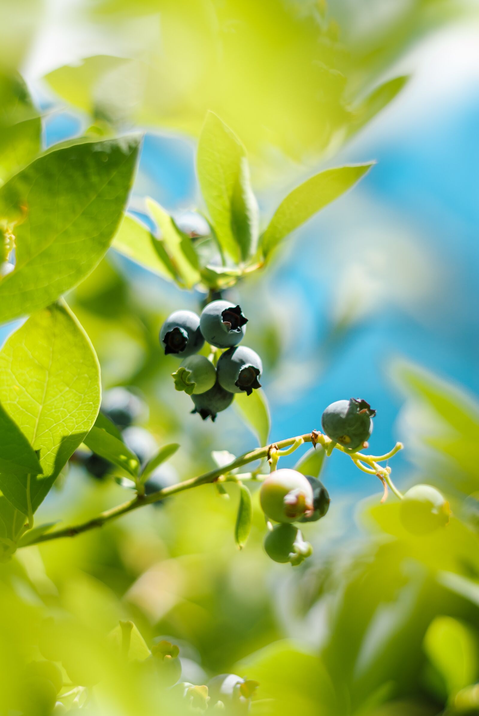 Nikon D200 sample photo. Bilberry american, jagoda, bilberry photography