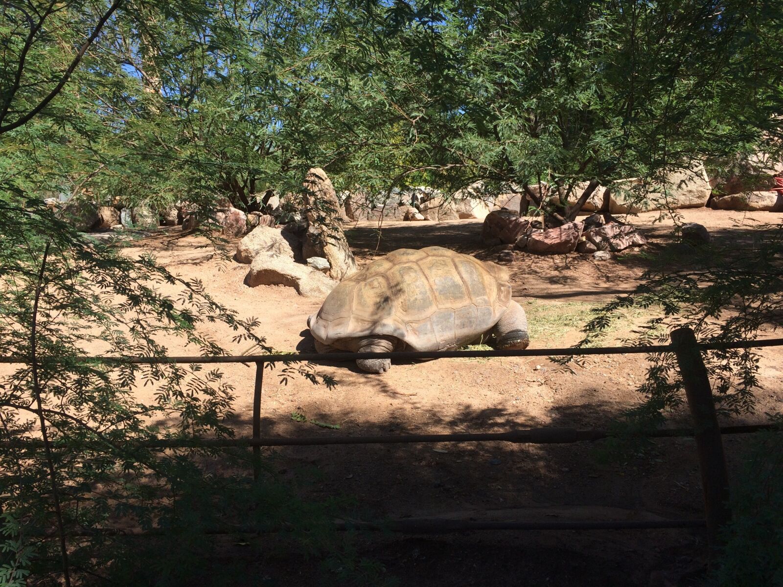 Apple iPhone 5s sample photo. Tortoise, reptile, animal photography
