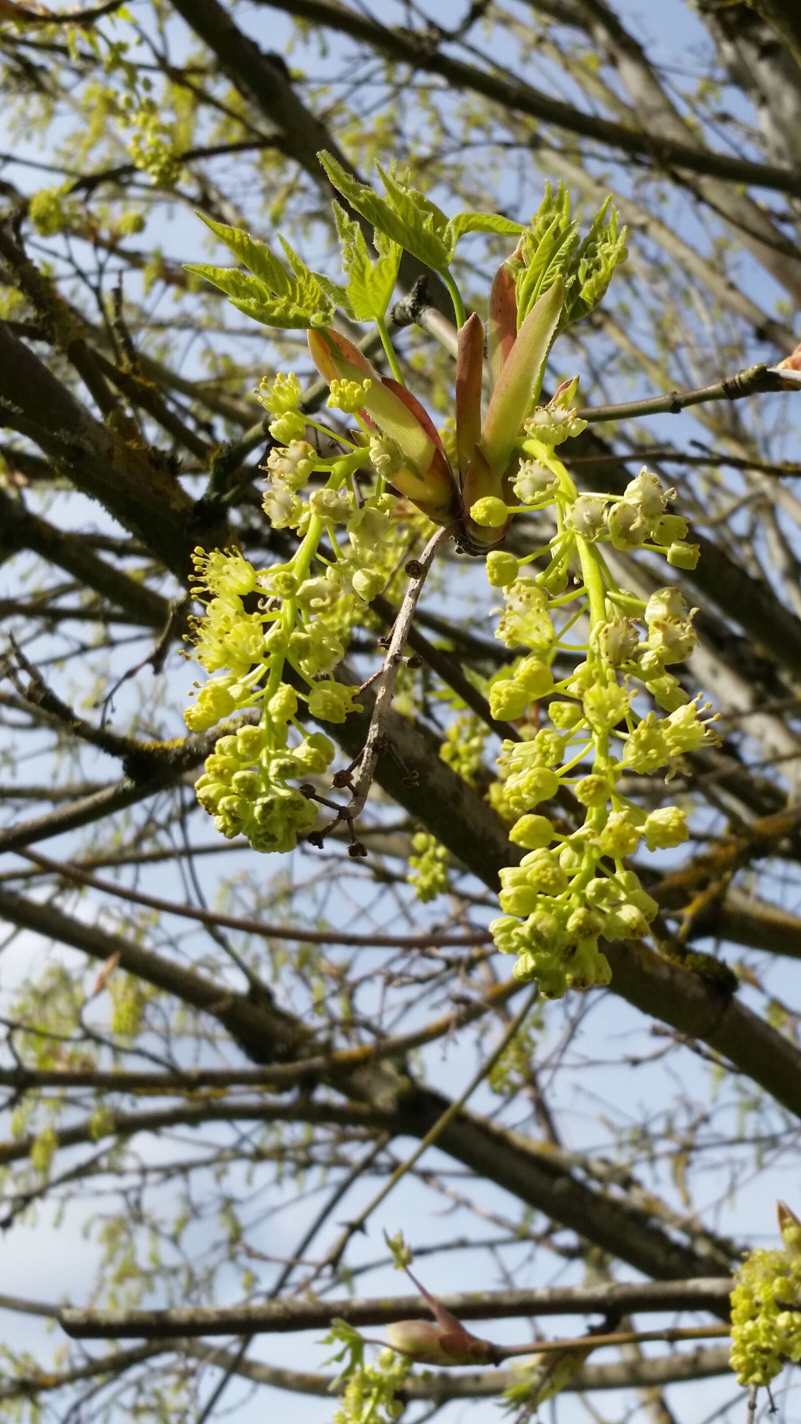 Samsung Galaxy S5 sample photo. Tree, nature, branch photography