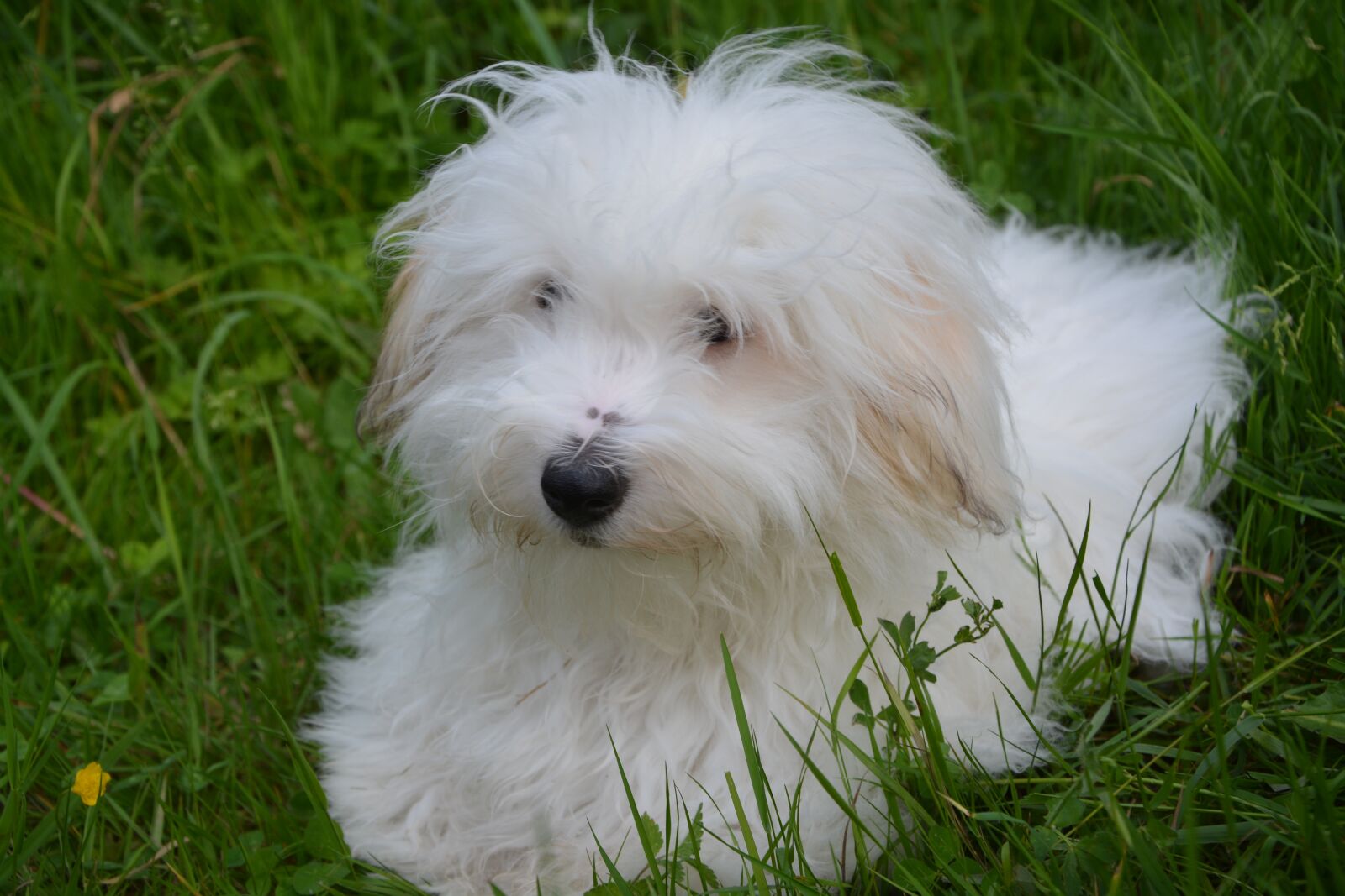 Nikon D5200 sample photo. Cotton tulear, dog, animal photography