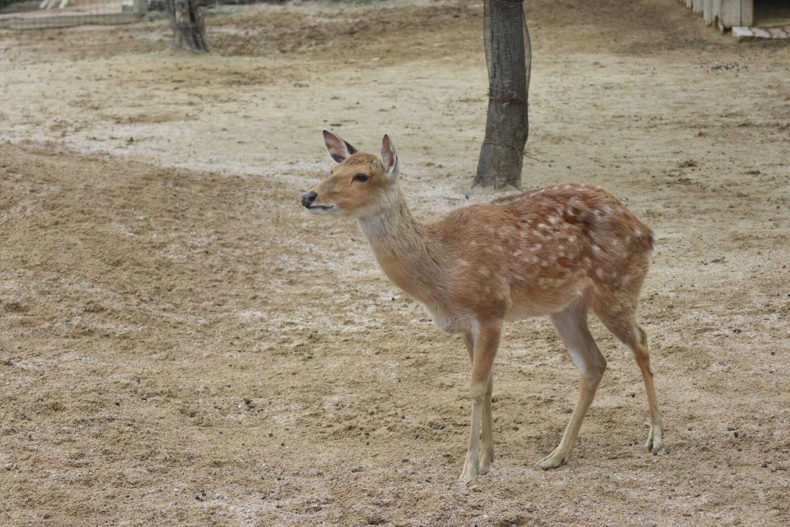 Nikon D7200 sample photo. Animal, deer, sad-eyed photography