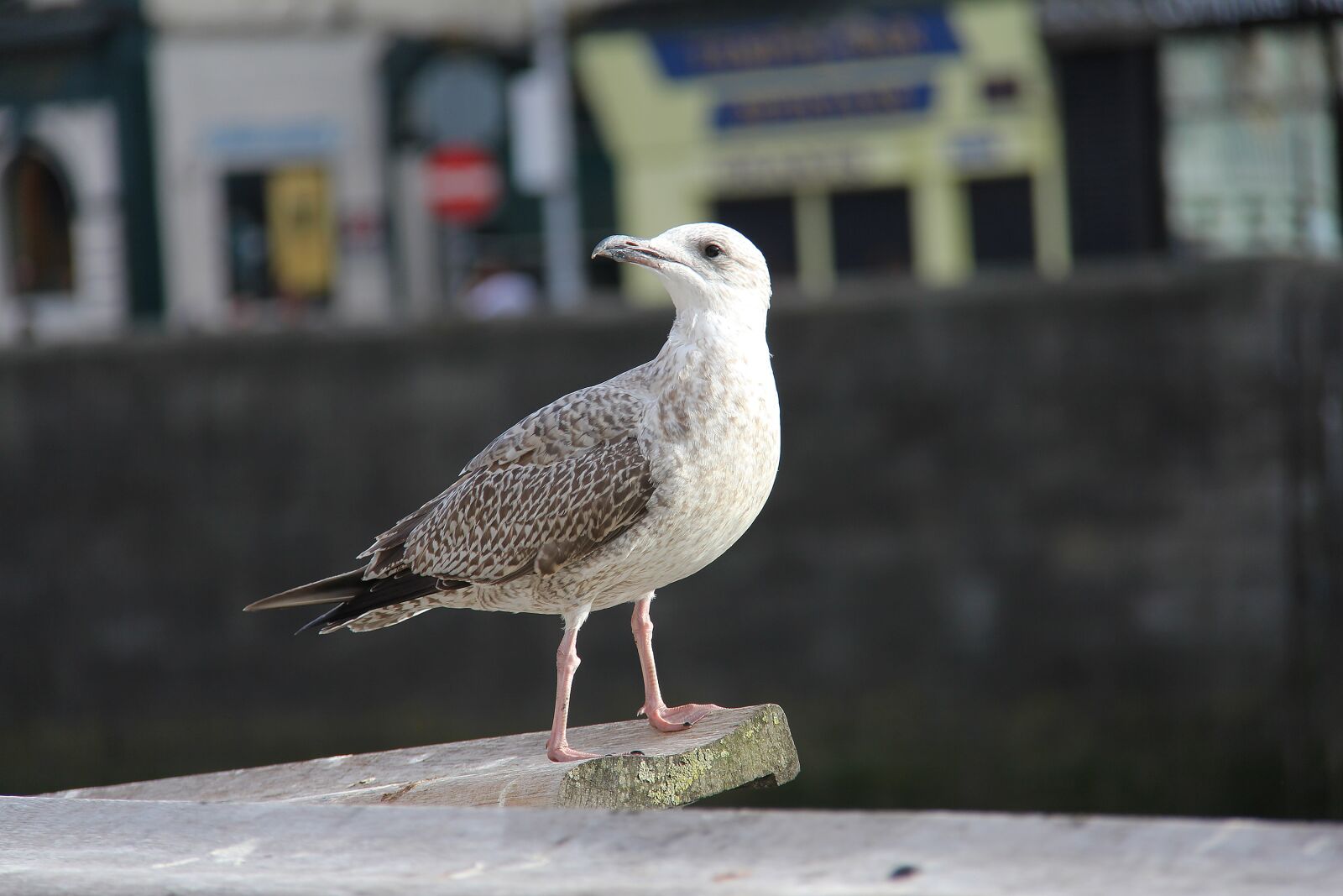 Canon EF-S 18-200mm F3.5-5.6 IS sample photo. Sea gull, nature, bird photography