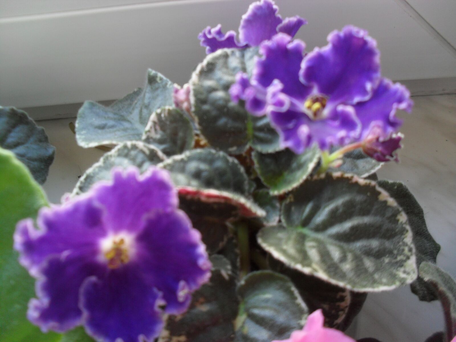 Samsung ES60 / VLUU ES60 /  SL105 /  ES63 sample photo. Violet, african, blue photography