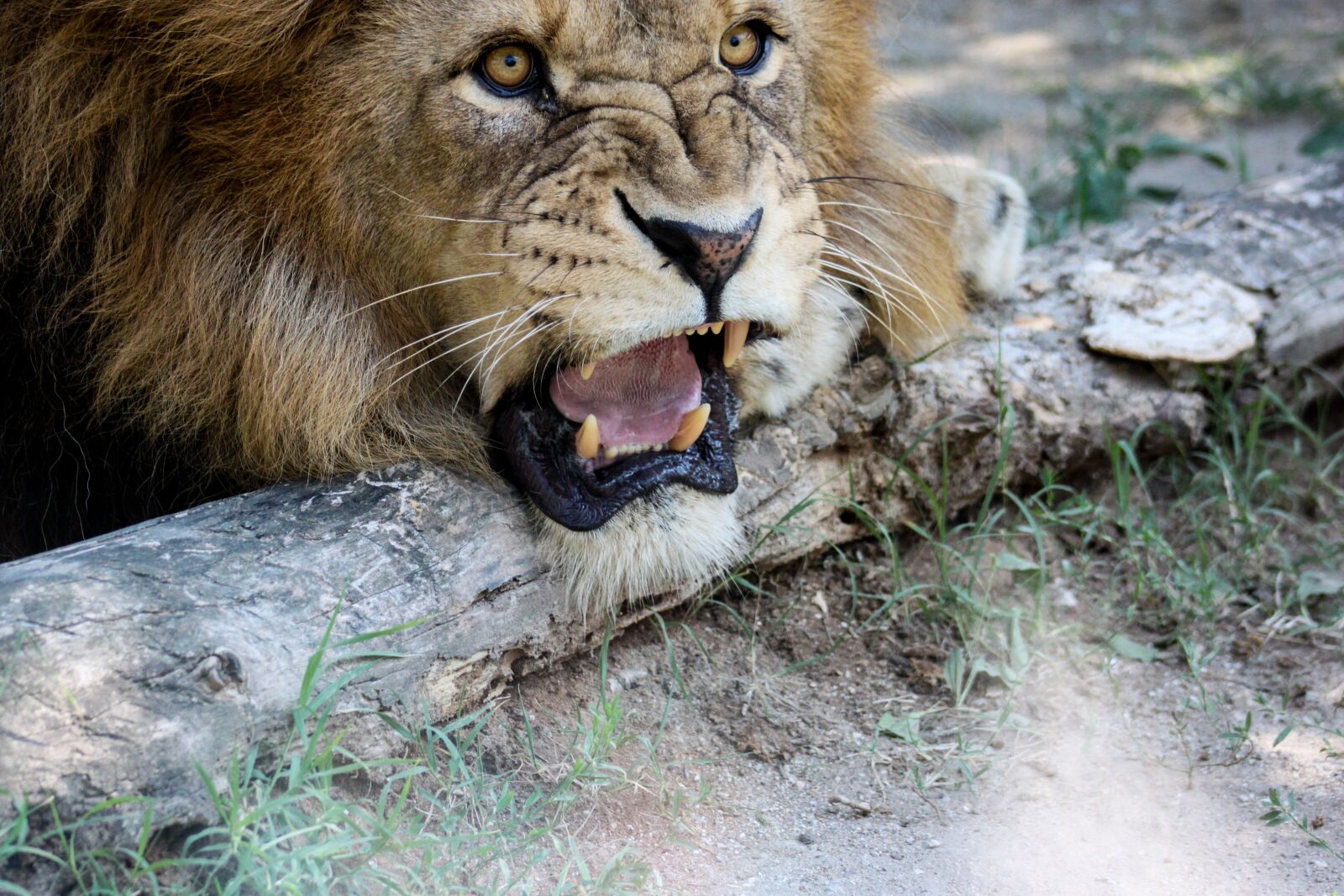Canon EOS 500D (EOS Rebel T1i / EOS Kiss X3) sample photo. Lion, head, mane photography