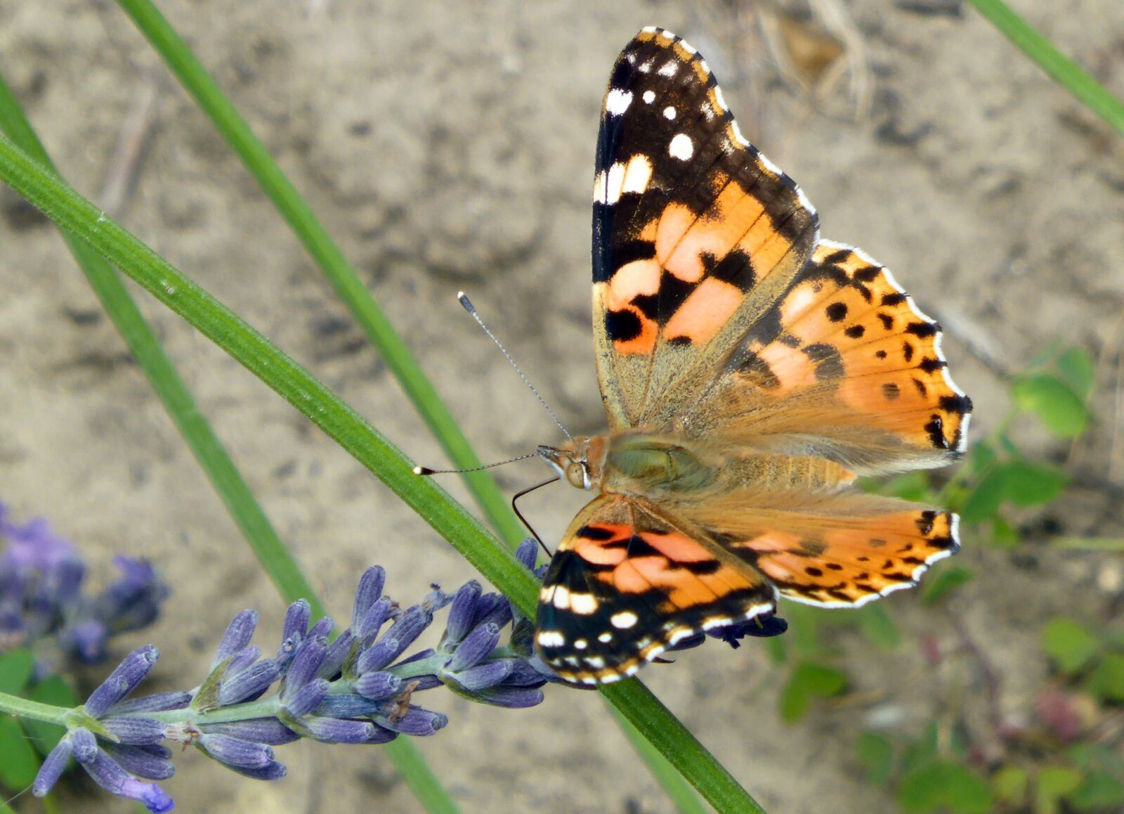 Panasonic DMC-TZ41 sample photo. Vanessa cardui, butterfly, insect photography