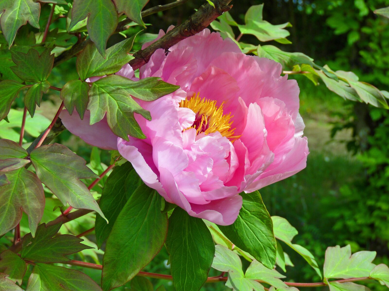 Panasonic Lumix DMC-FZ35 (Lumix DMC-FZ38) sample photo. Flower, peony, pink photography