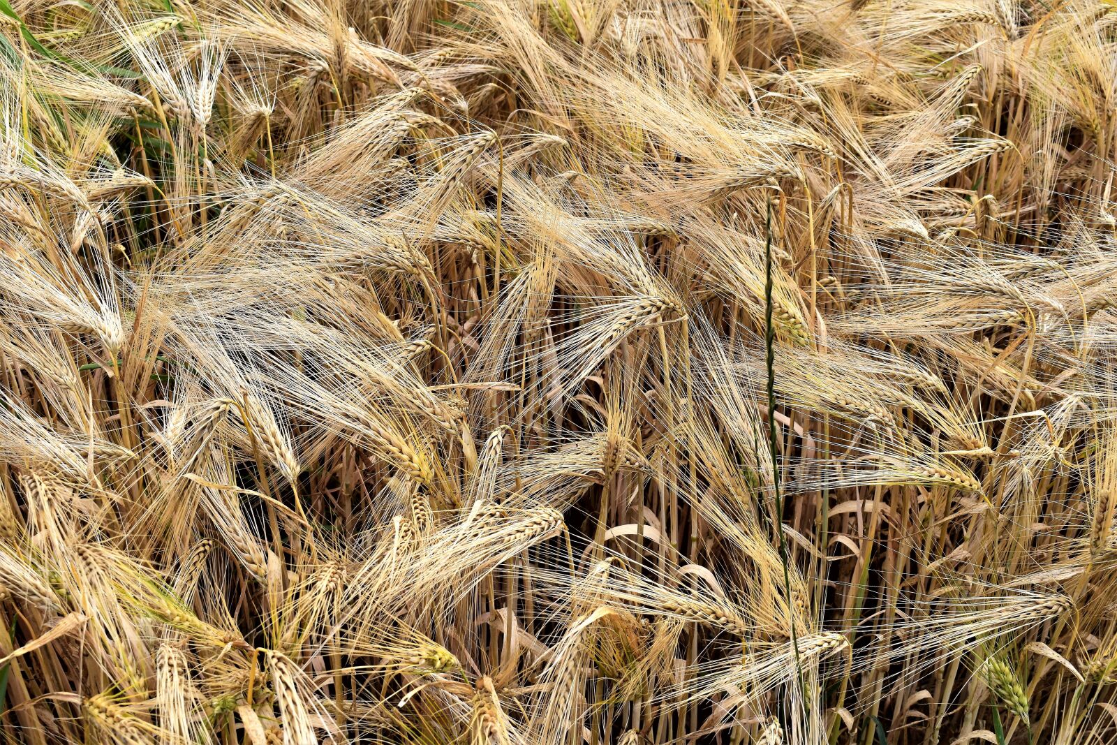 Nikon D5500 sample photo. Barley, cereals, arable photography