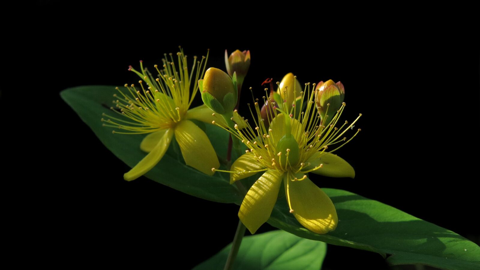 Canon PowerShot G15 sample photo. St john's wort, hypericum photography