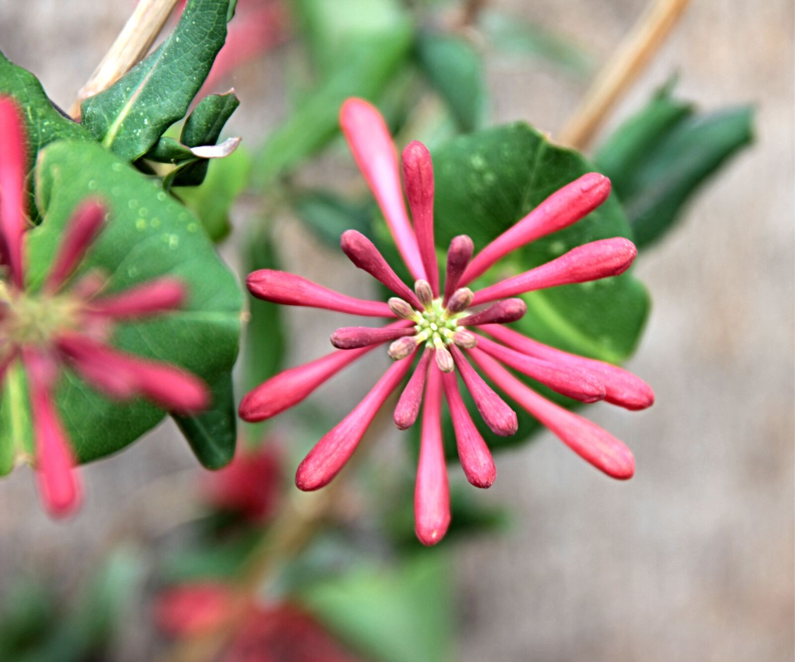Canon EOS 550D (EOS Rebel T2i / EOS Kiss X4) sample photo. Ivy, honeysuckle, red honeysuckle photography