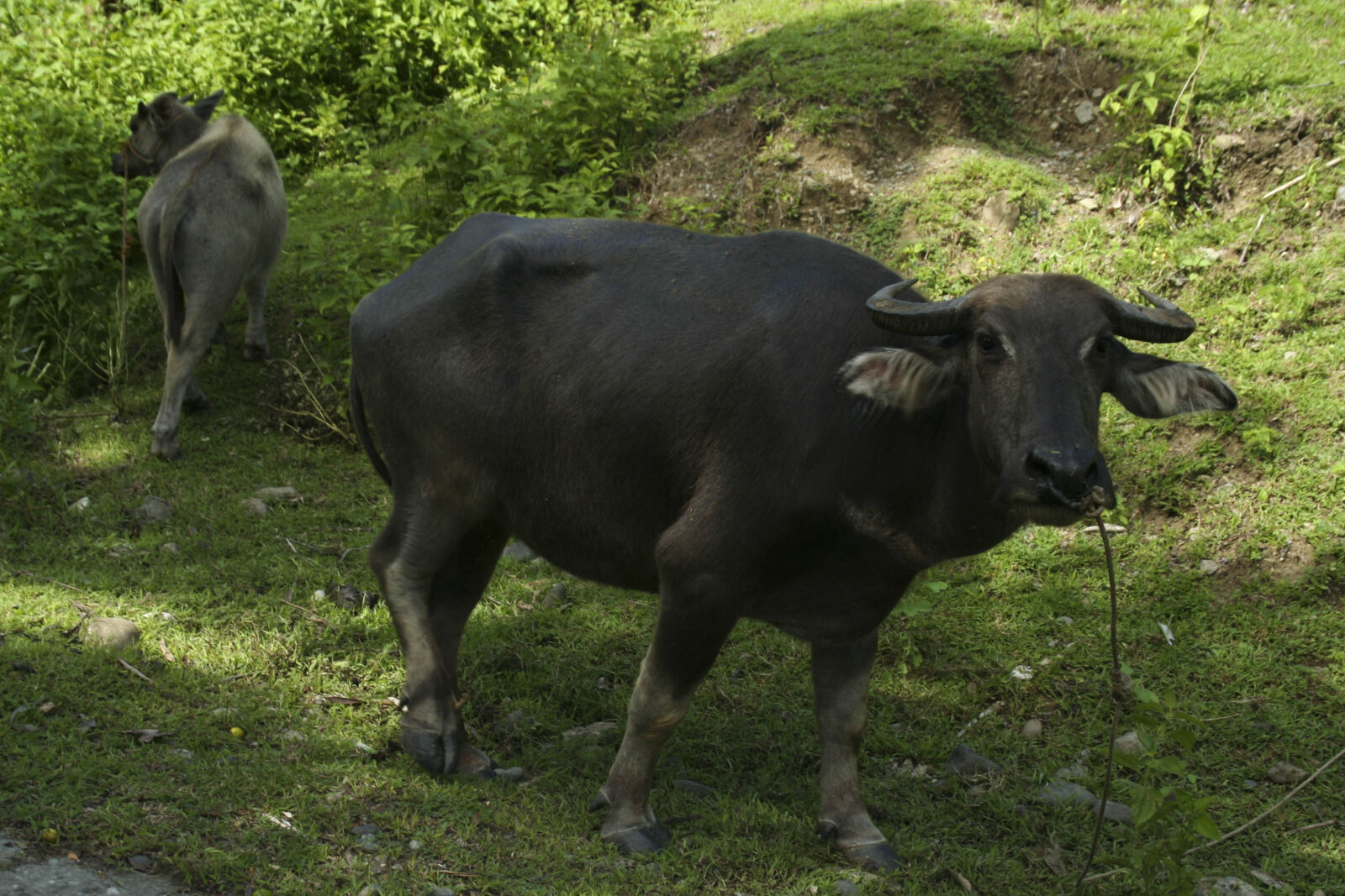 Canon EOS 350D (EOS Digital Rebel XT / EOS Kiss Digital N) sample photo. Carabao, philippines, water, buffaloes photography