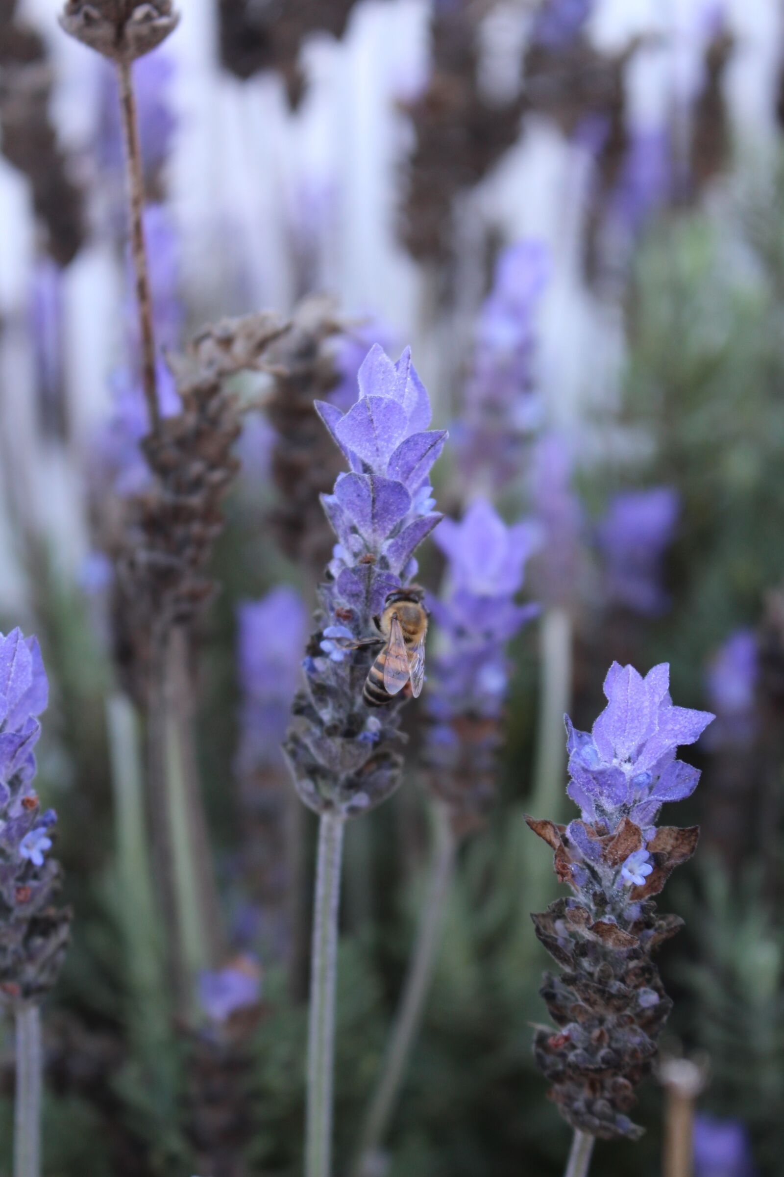 Canon EOS 700D (EOS Rebel T5i / EOS Kiss X7i) sample photo. Flower, nature, flora photography