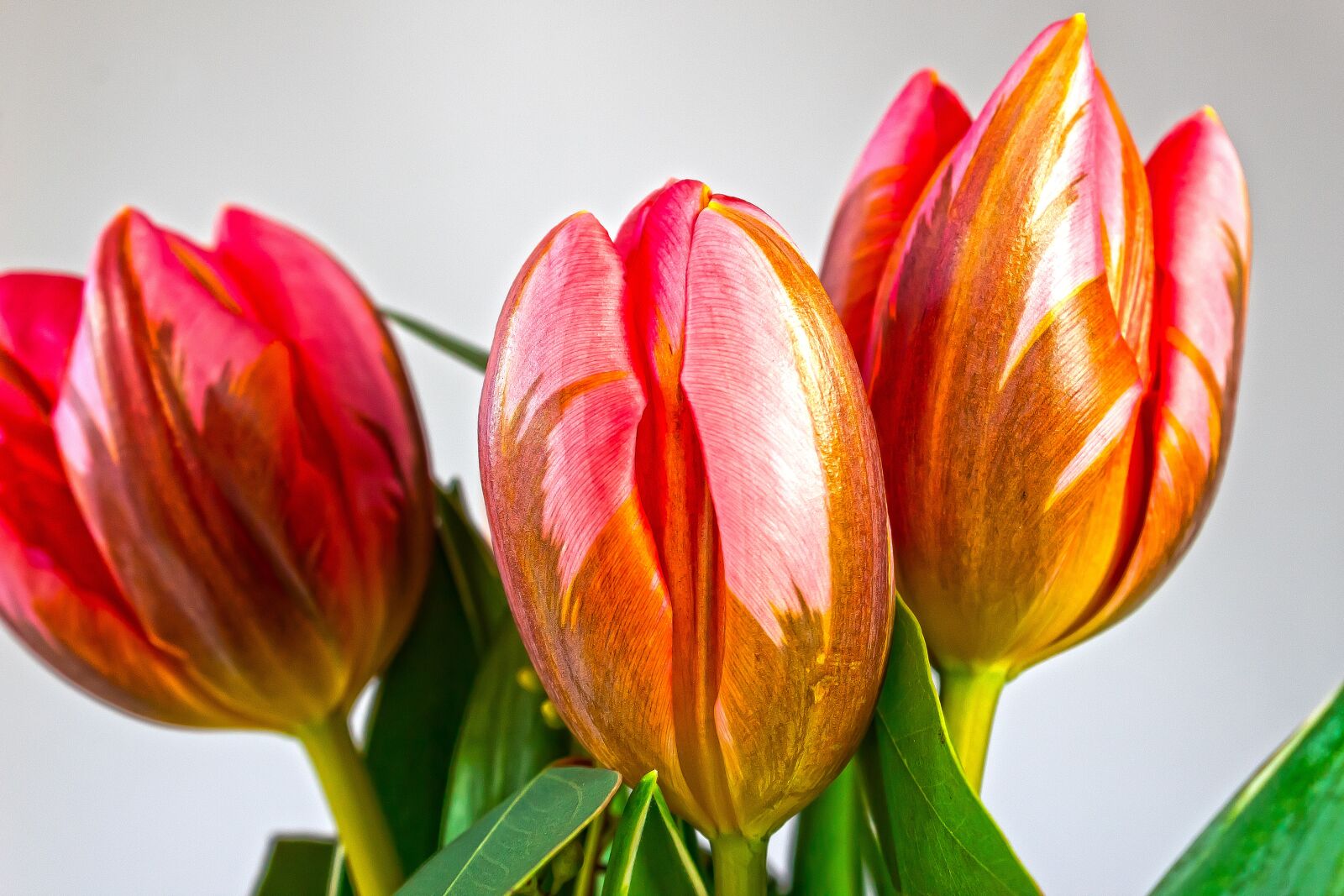 Canon EOS 1300D (EOS Rebel T6 / EOS Kiss X80) sample photo. Tulip, lilies, spring photography