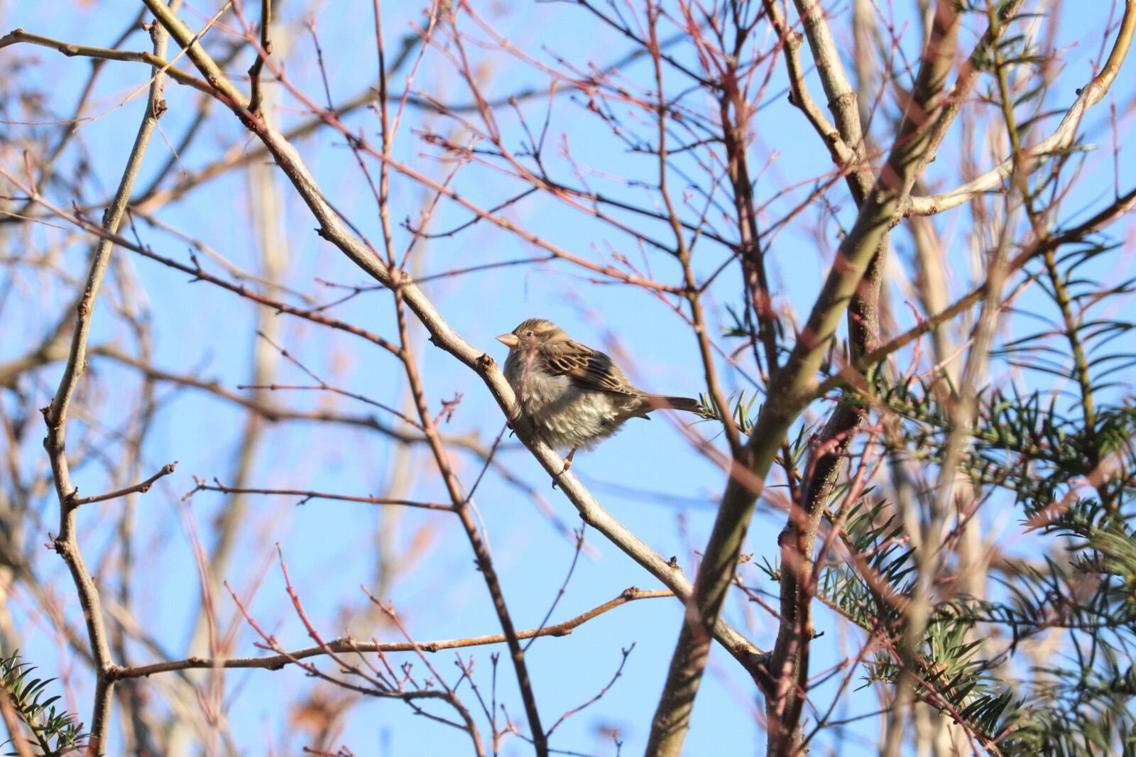 Canon EOS M50 Mark II (EOS Kiss M2) sample photo. House sparrow photography